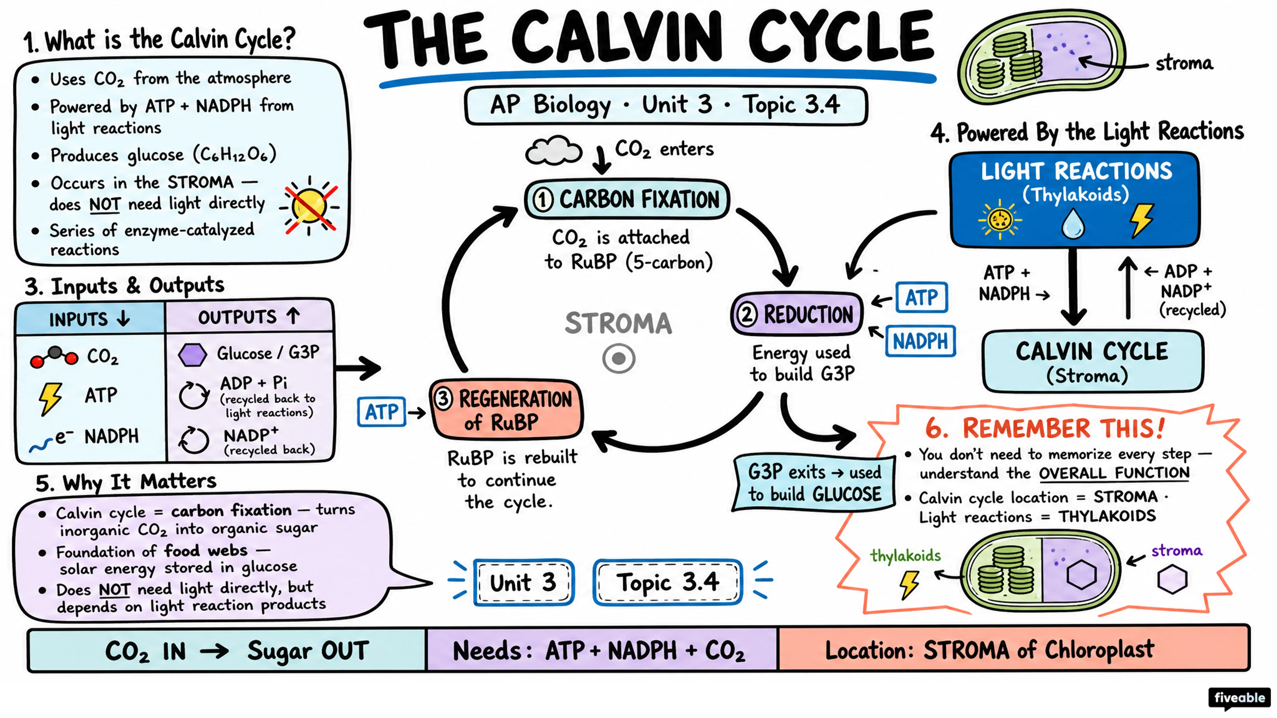 3.4 Photosynthesis - AP Biology - Unit 3 visual cheatsheet