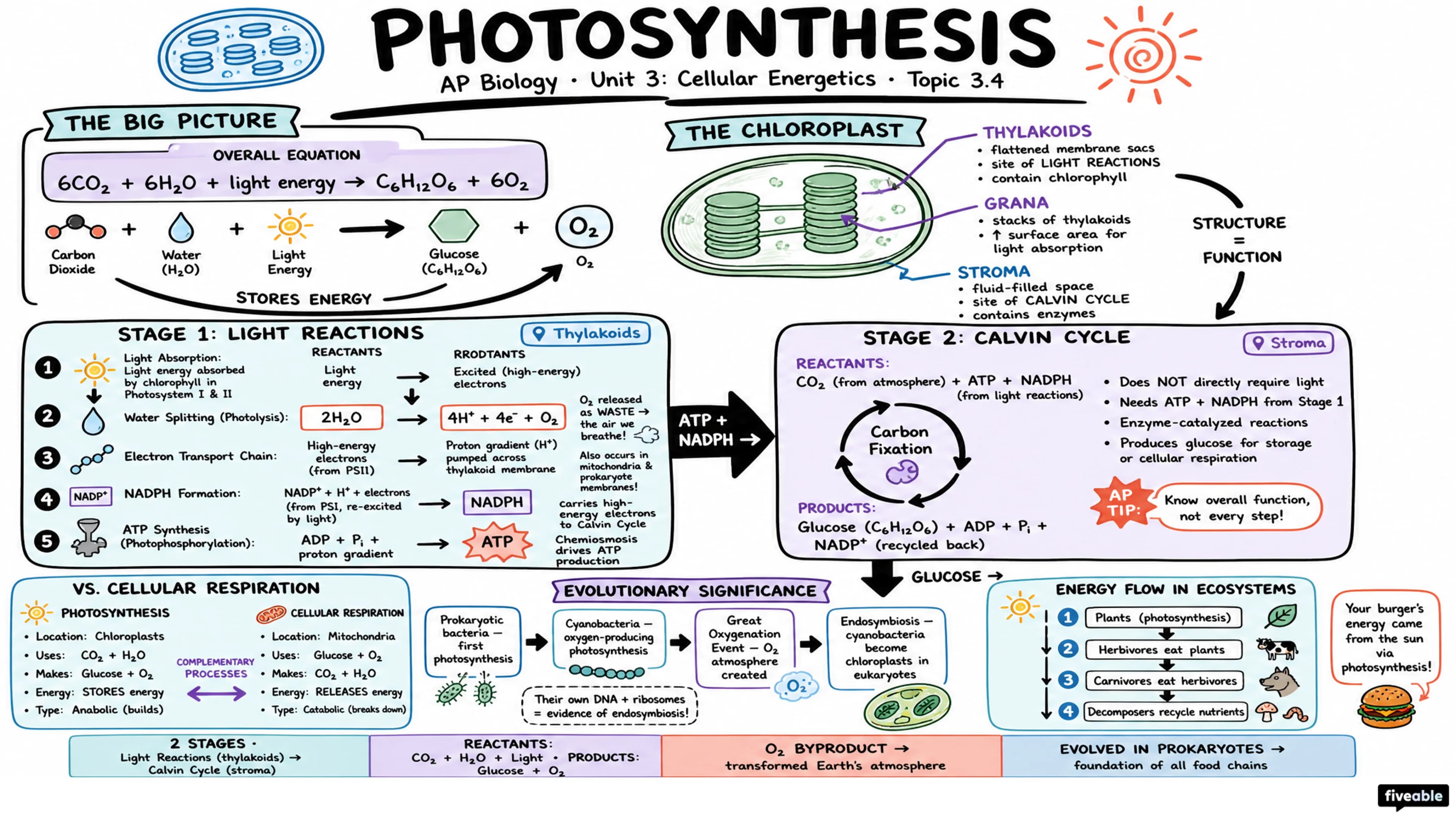 3.4 Photosynthesis - AP Biology - Unit 3 visual cheatsheet