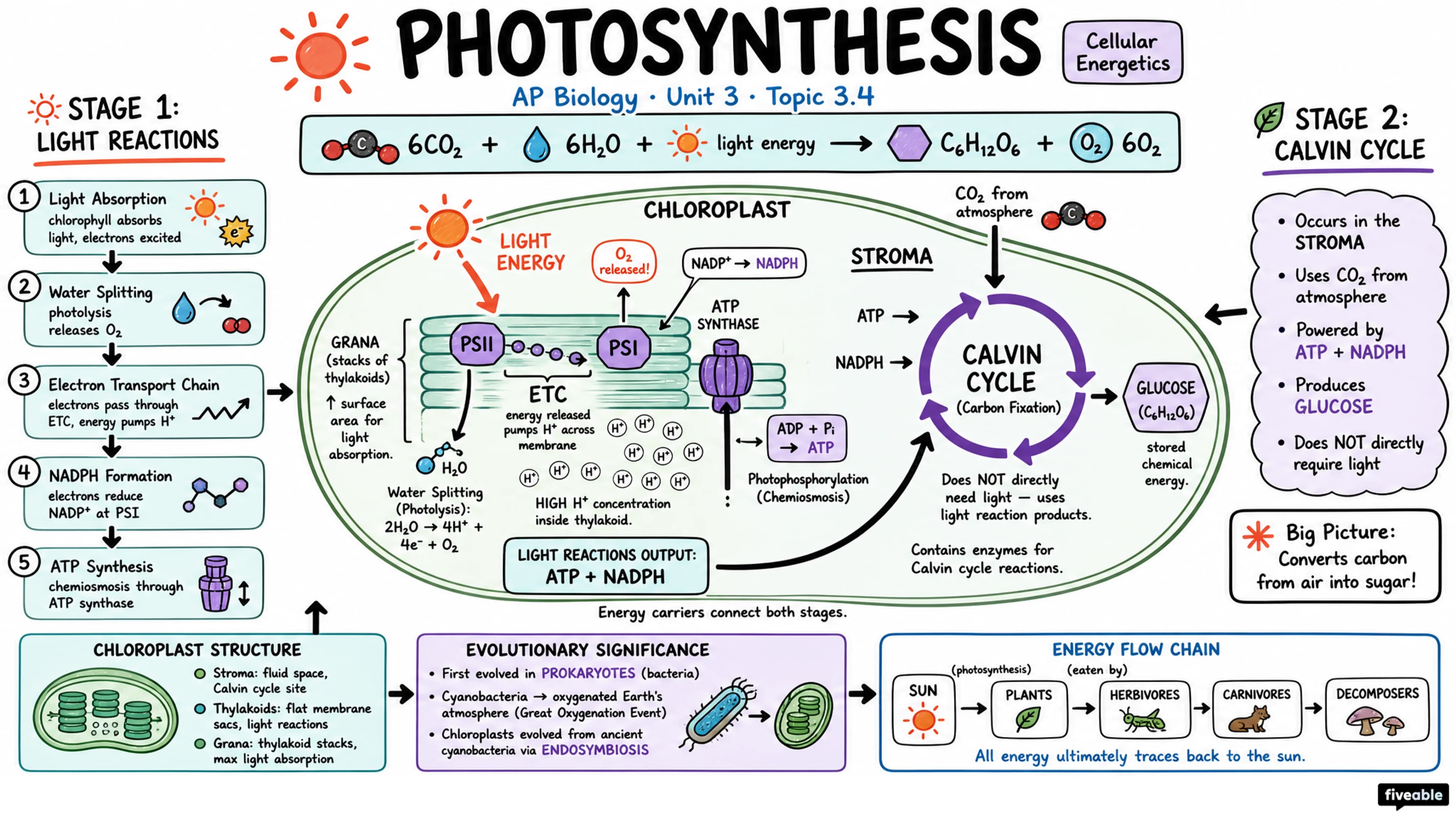 3.4 Photosynthesis - AP Biology - Unit 3 visual cheatsheet