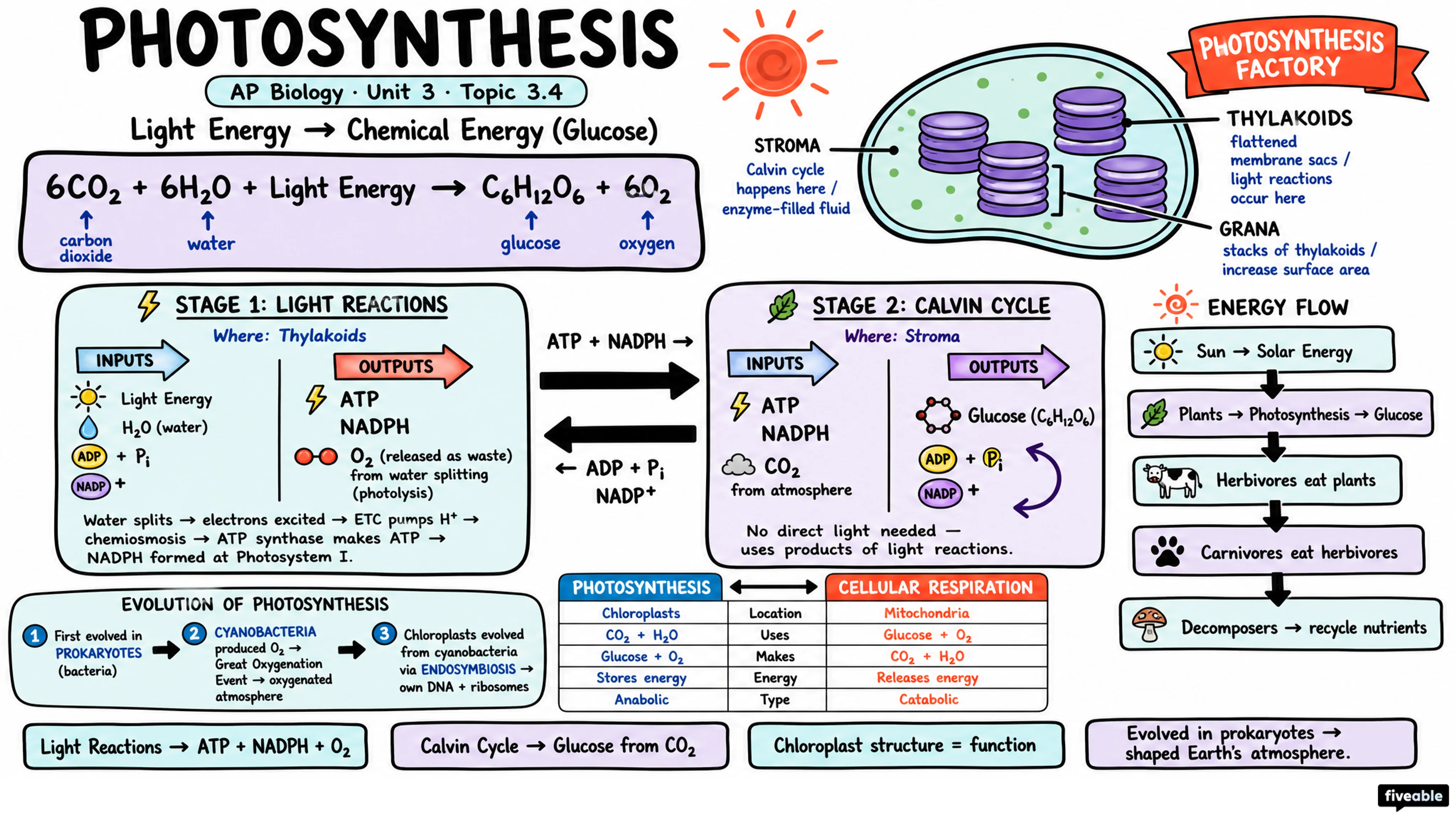 3.4 Photosynthesis - AP Biology - Unit 3 visual cheatsheet