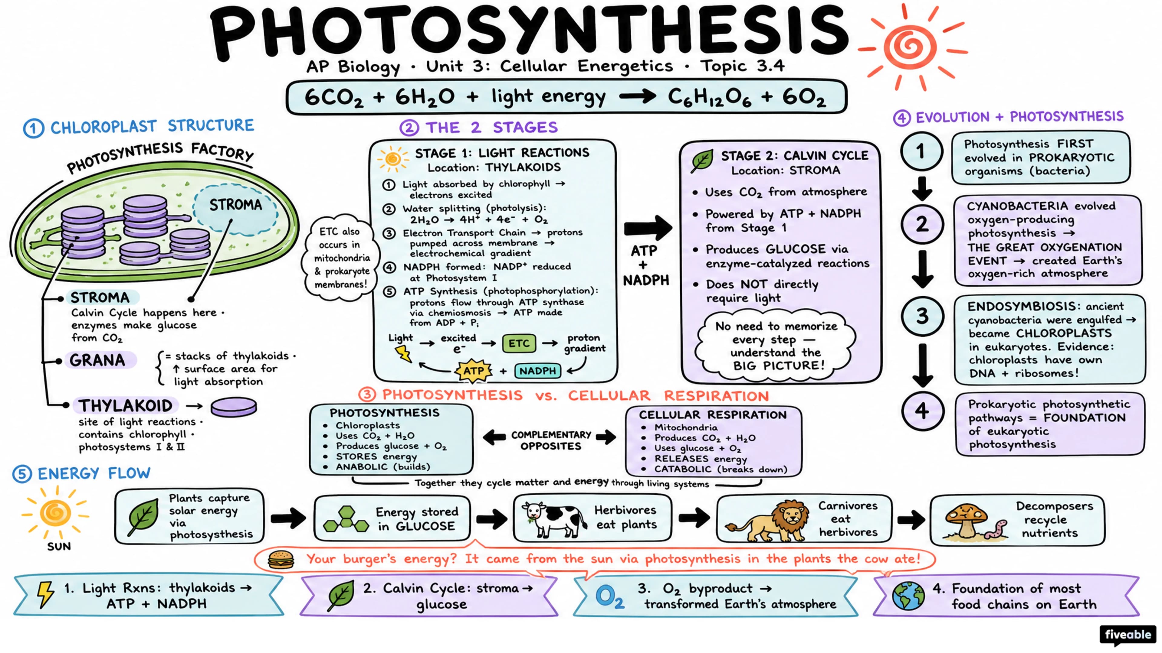 3.4 Photosynthesis - AP Biology - Unit 3 visual cheatsheet