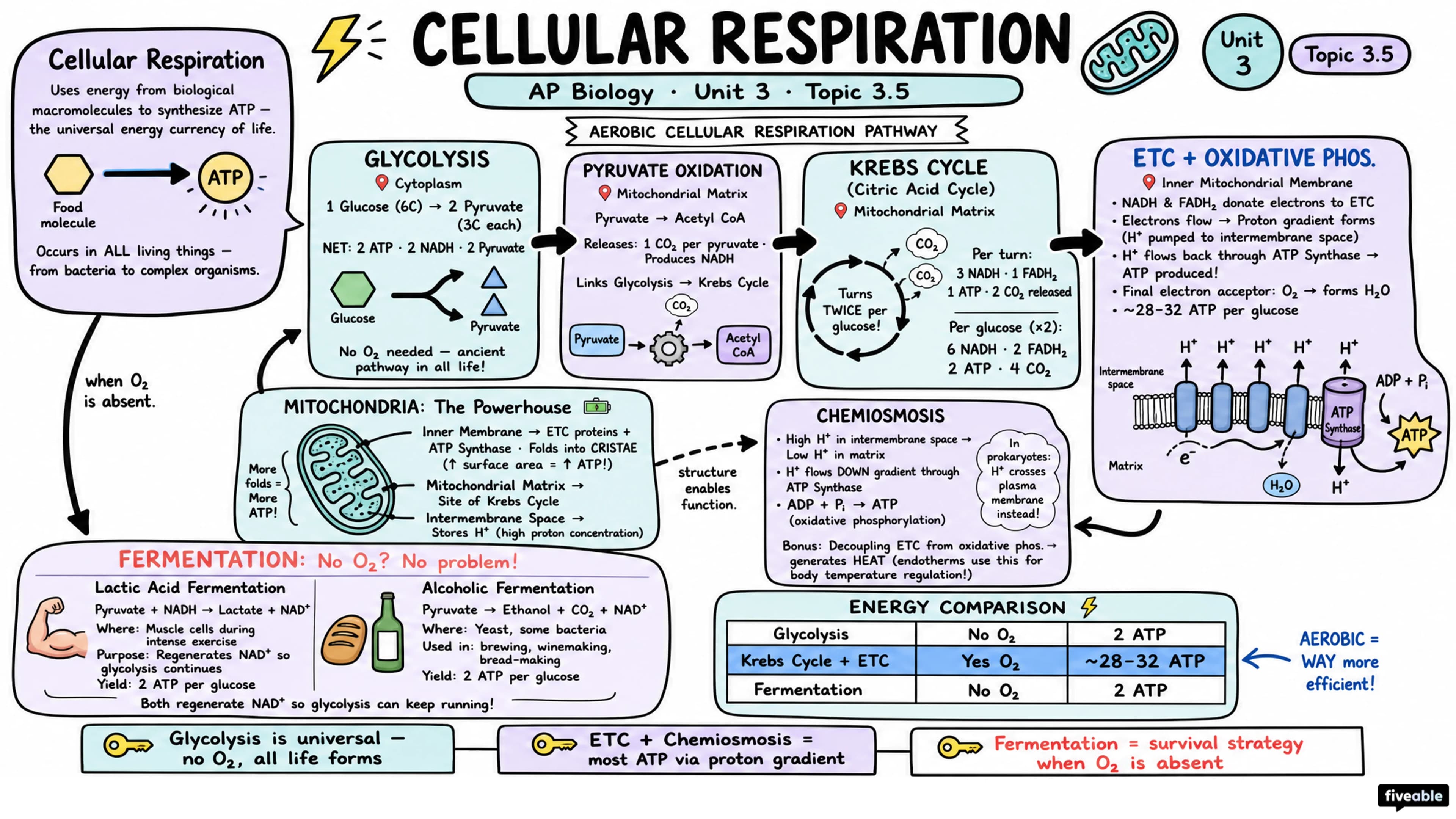 3.5 Cellular Respiration - AP Biology - Unit 3 visual cheatsheet