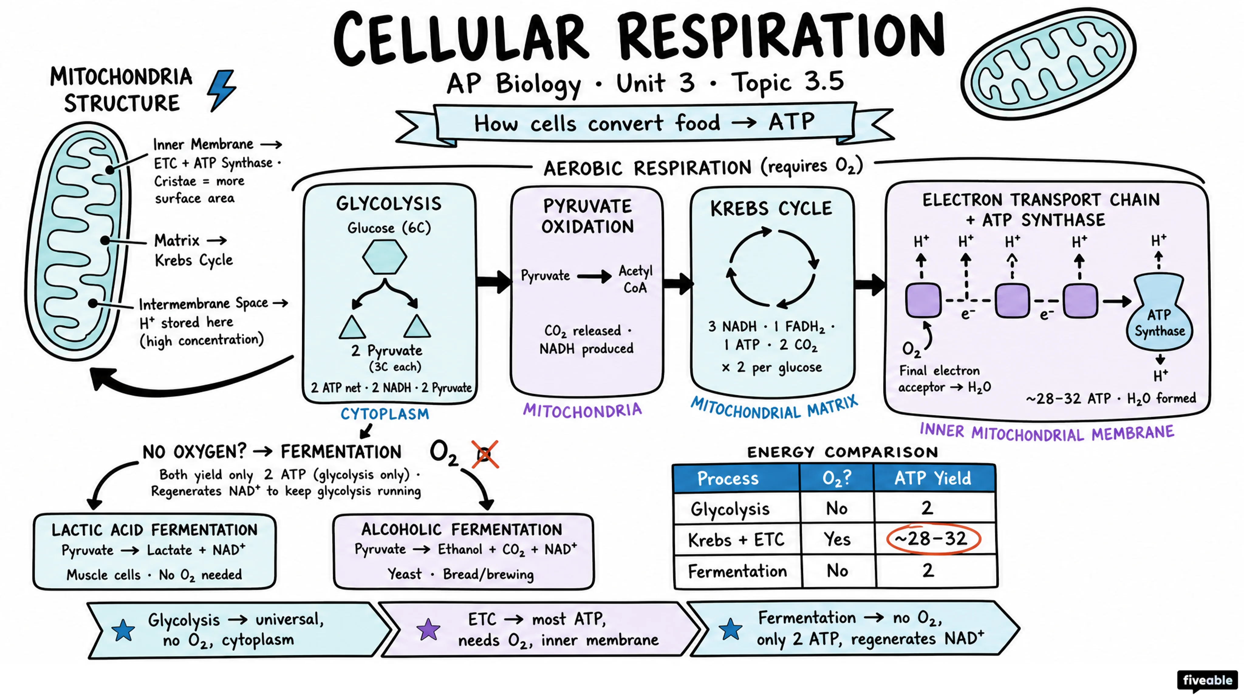 3.5 Cellular Respiration - AP Biology - Unit 3 visual cheatsheet