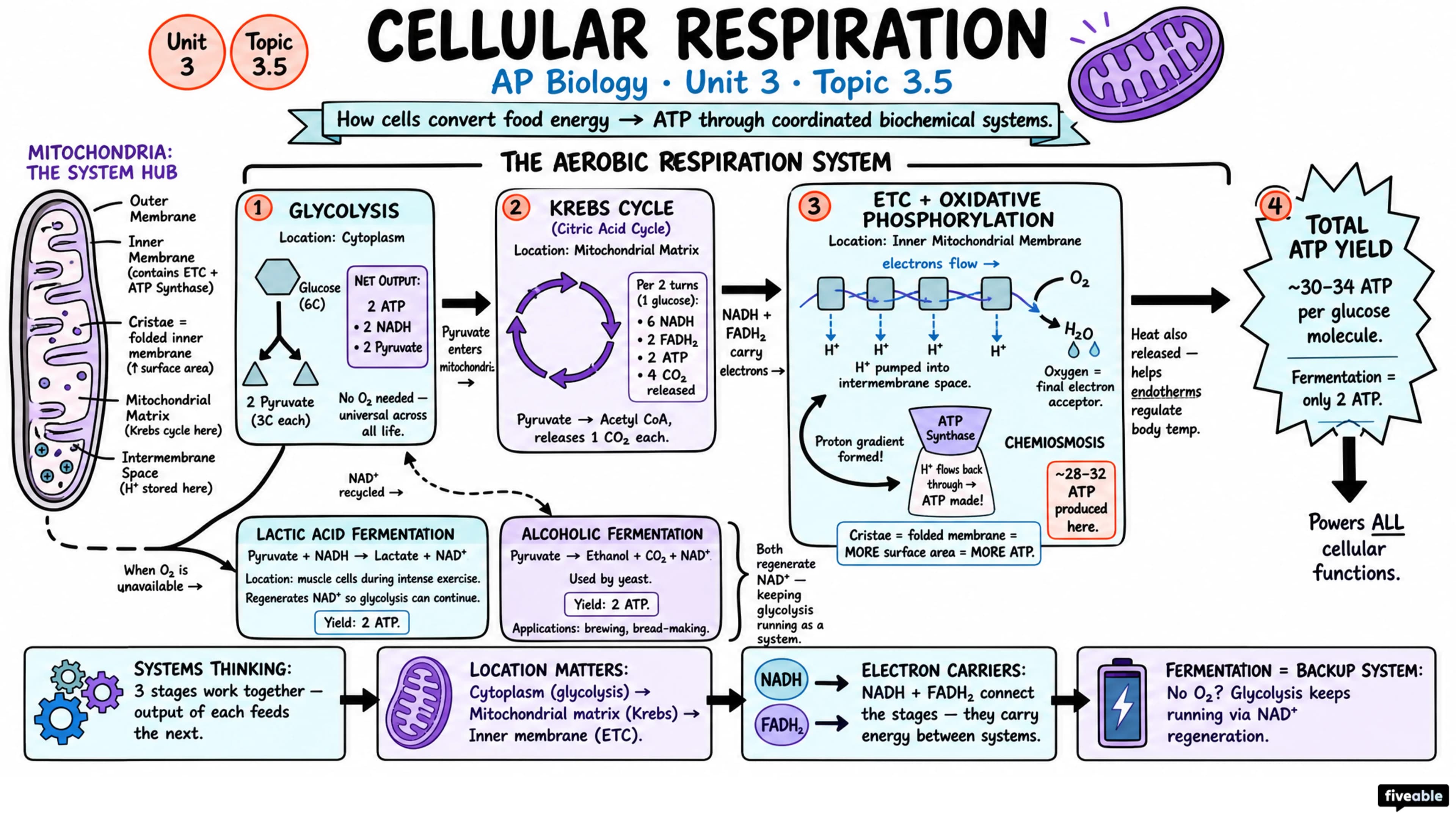 3.5 Cellular Respiration - AP Biology - Unit 3 visual cheatsheet