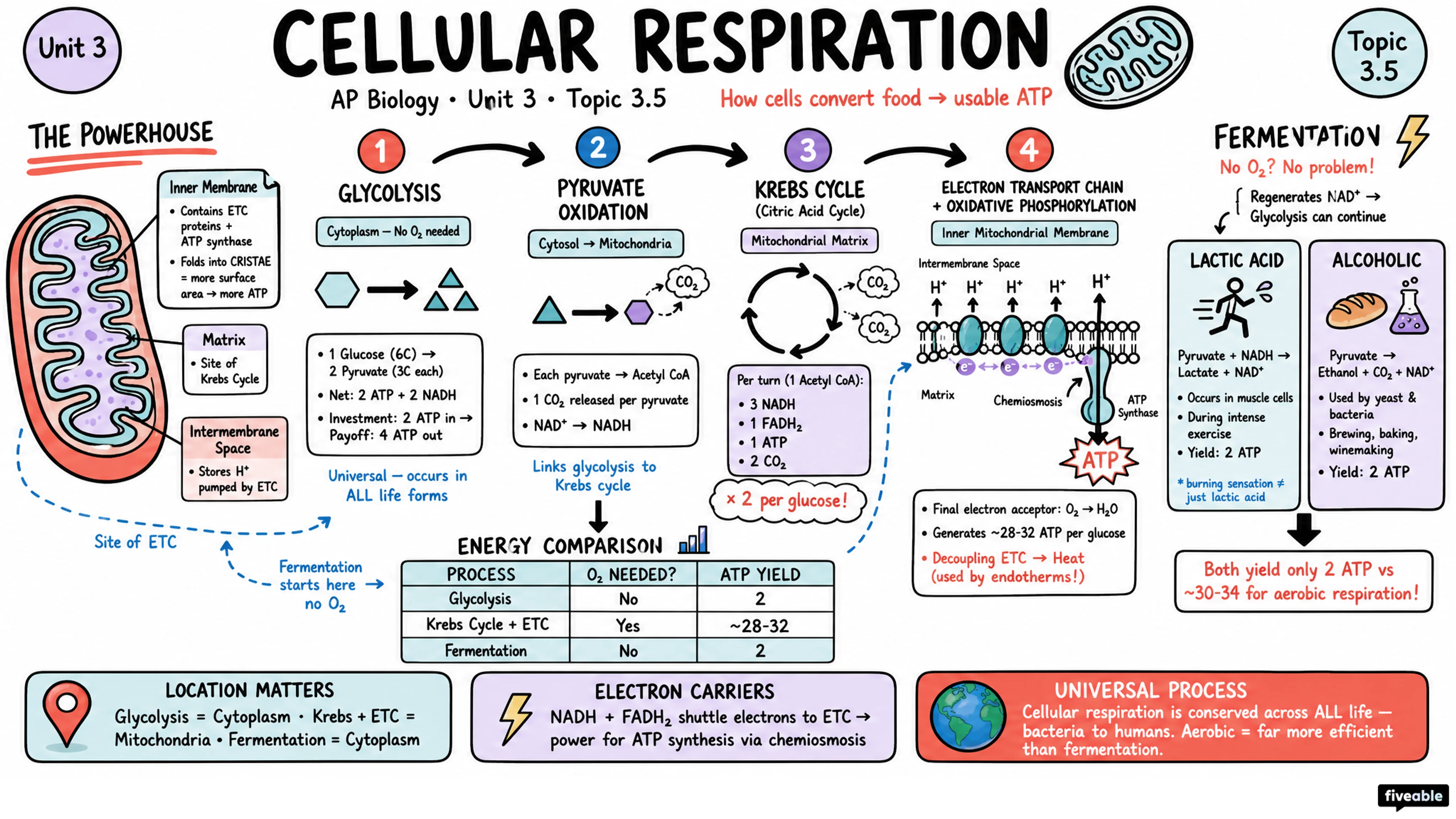 3.5 Cellular Respiration - AP Biology - Unit 3 visual cheatsheet