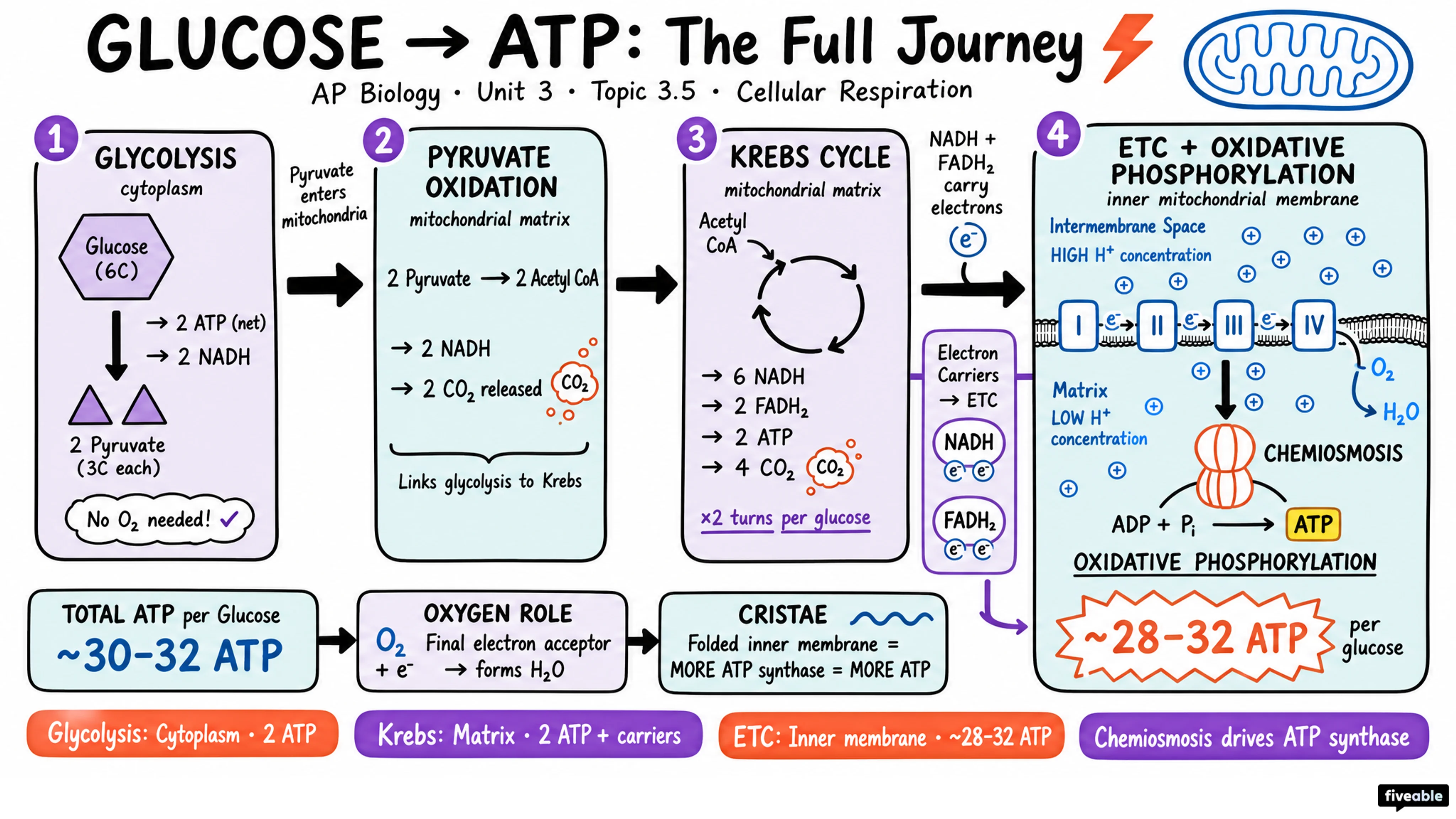3.5 Cellular Respiration - AP Biology - Unit 3 visual cheatsheet