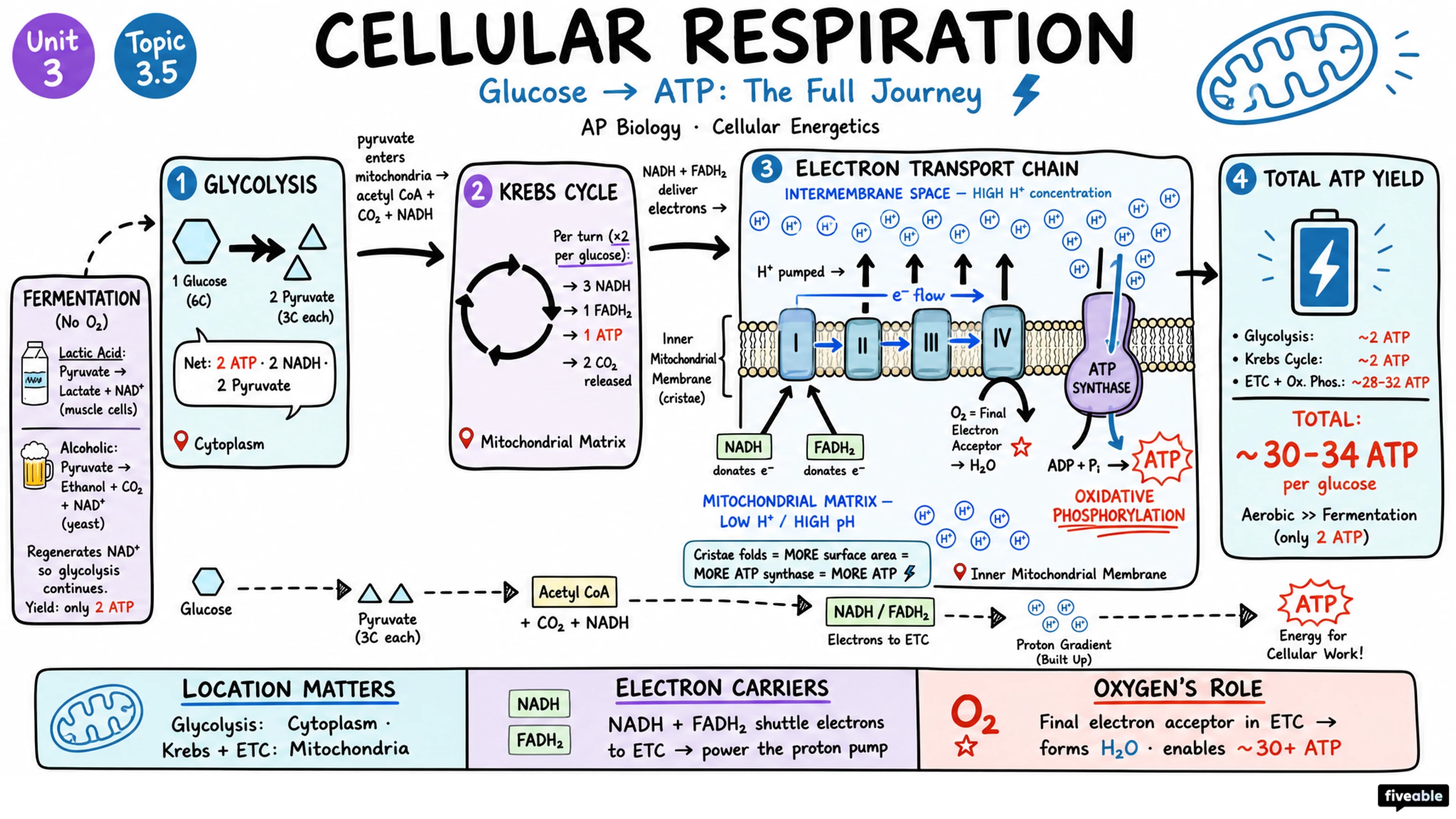 3.5 Cellular Respiration - AP Biology - Unit 3 visual cheatsheet