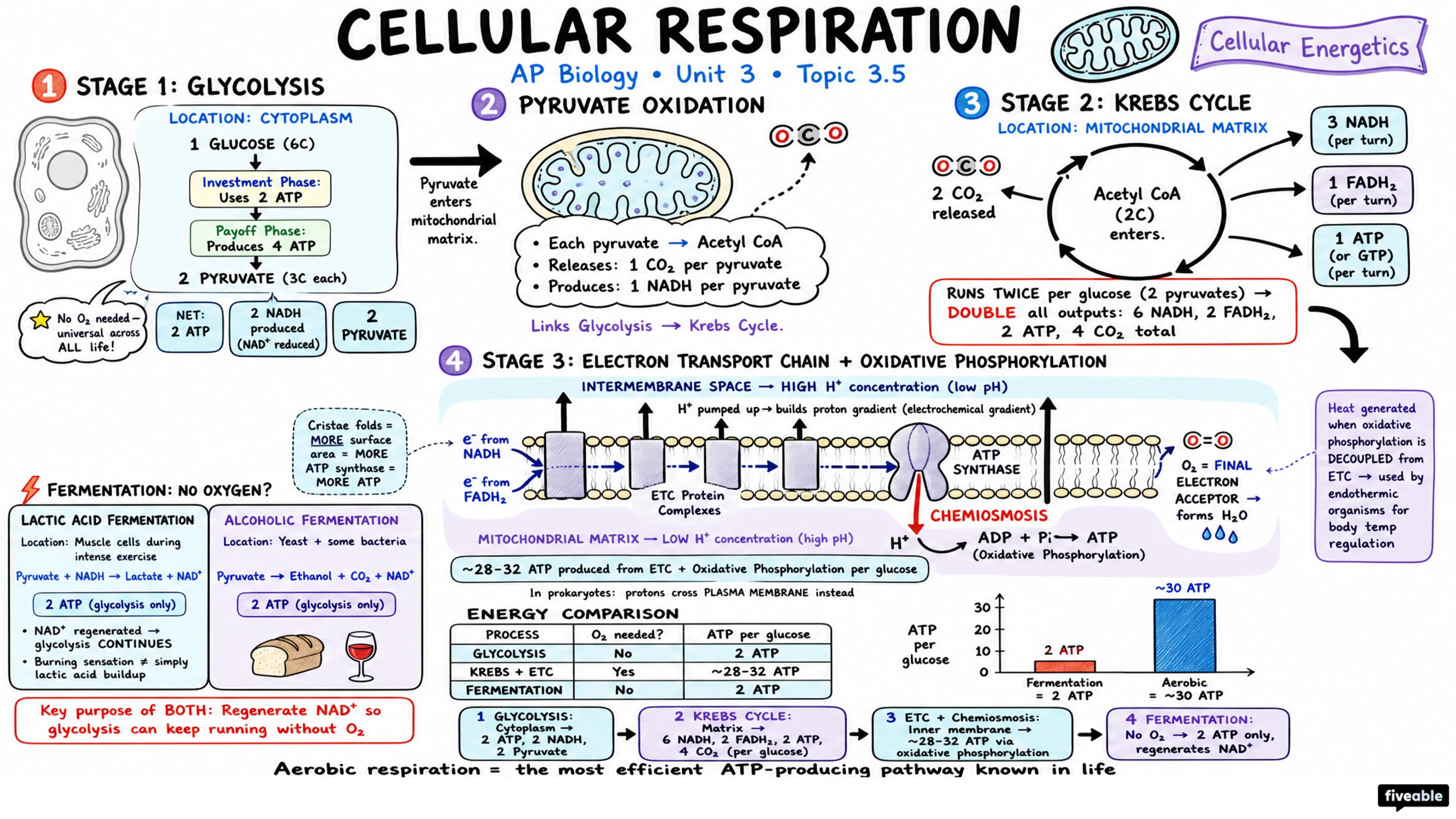 3.5 Cellular Respiration - AP Biology - Unit 3 visual cheatsheet