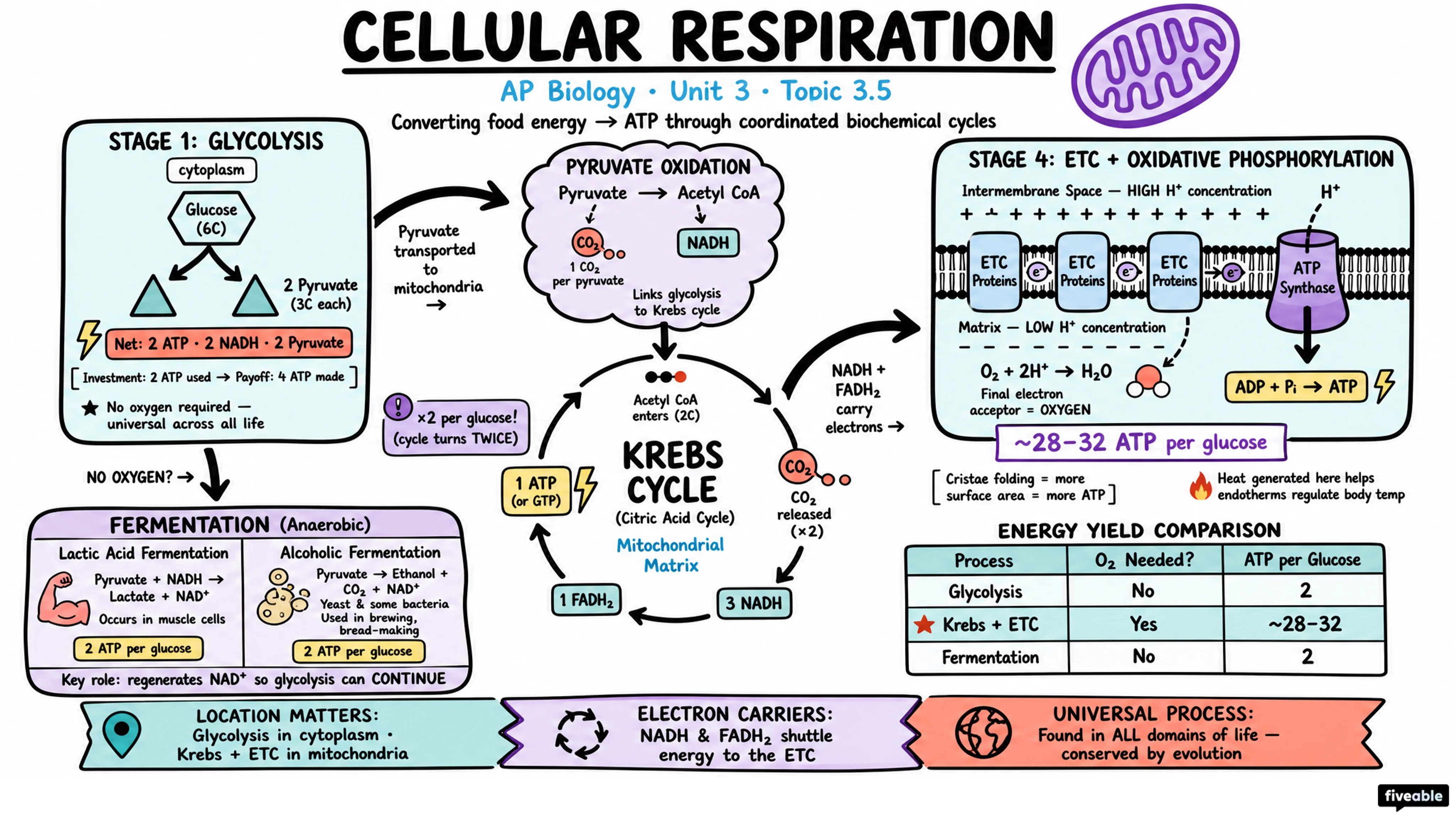 3.5 Cellular Respiration - AP Biology - Unit 3 visual cheatsheet