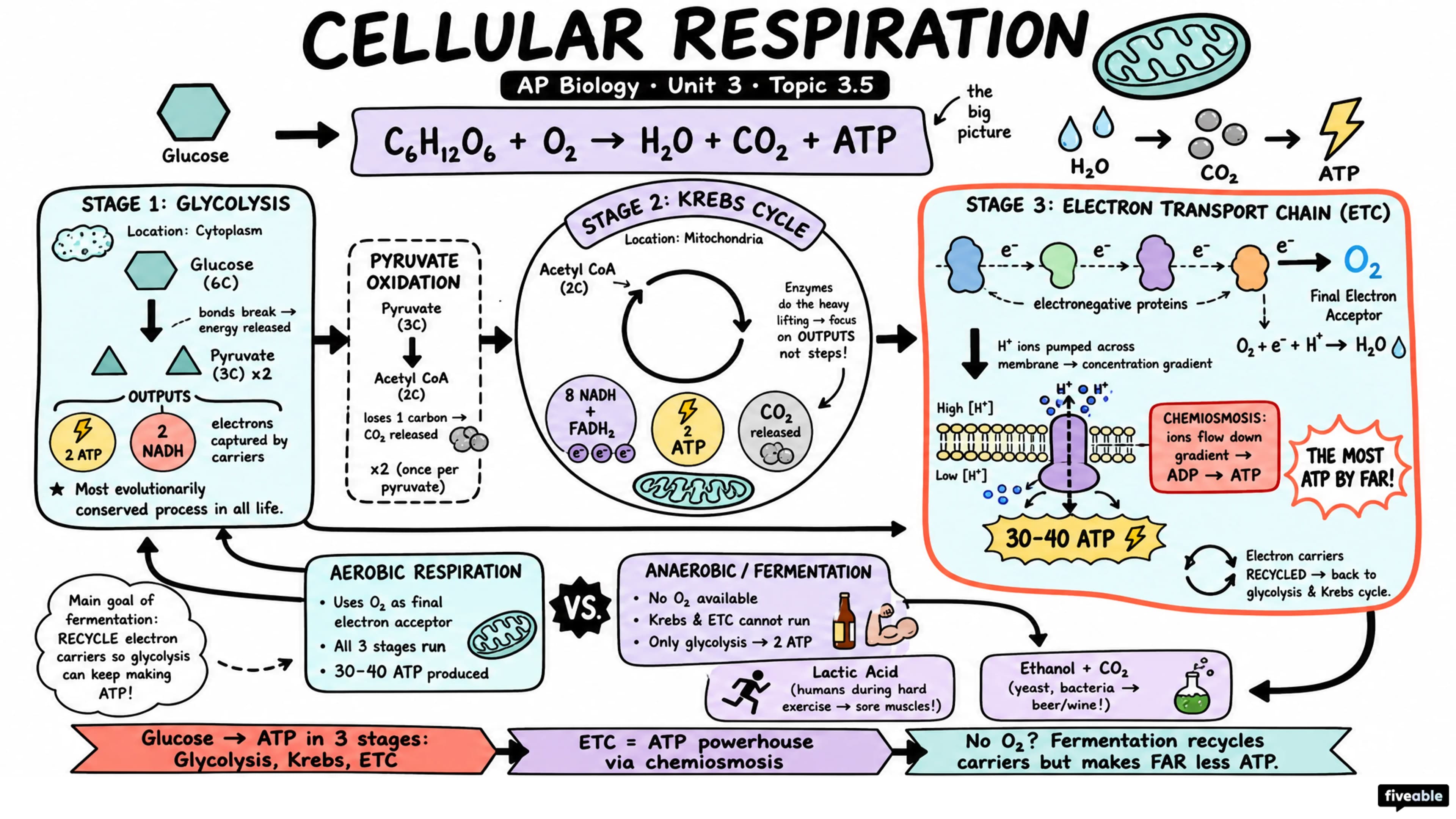 Cellular Respiration Review - AP Biology - Unit 3 visual cheatsheet