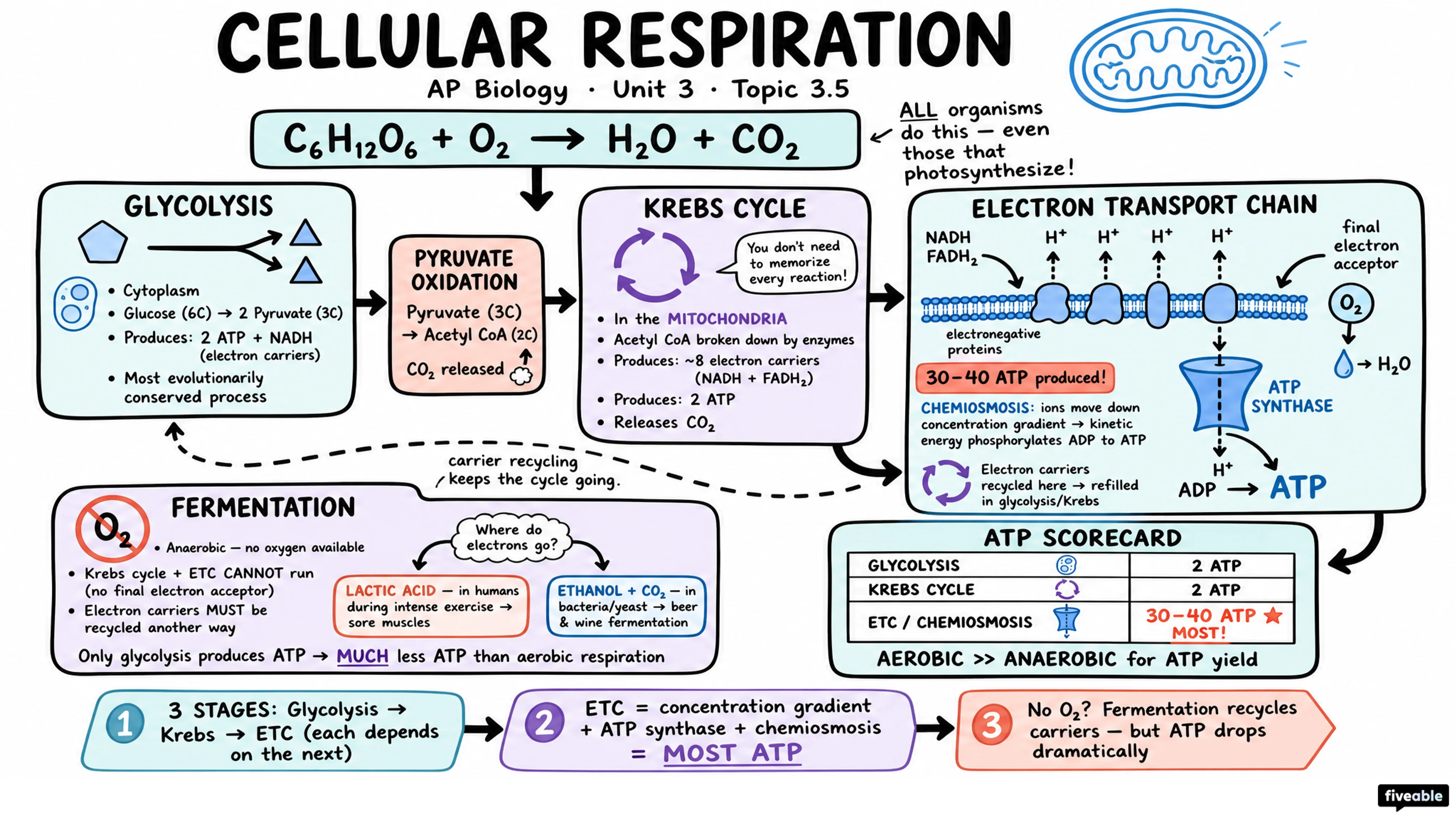 Cellular Respiration Review - AP Biology - Unit 3 visual cheatsheet