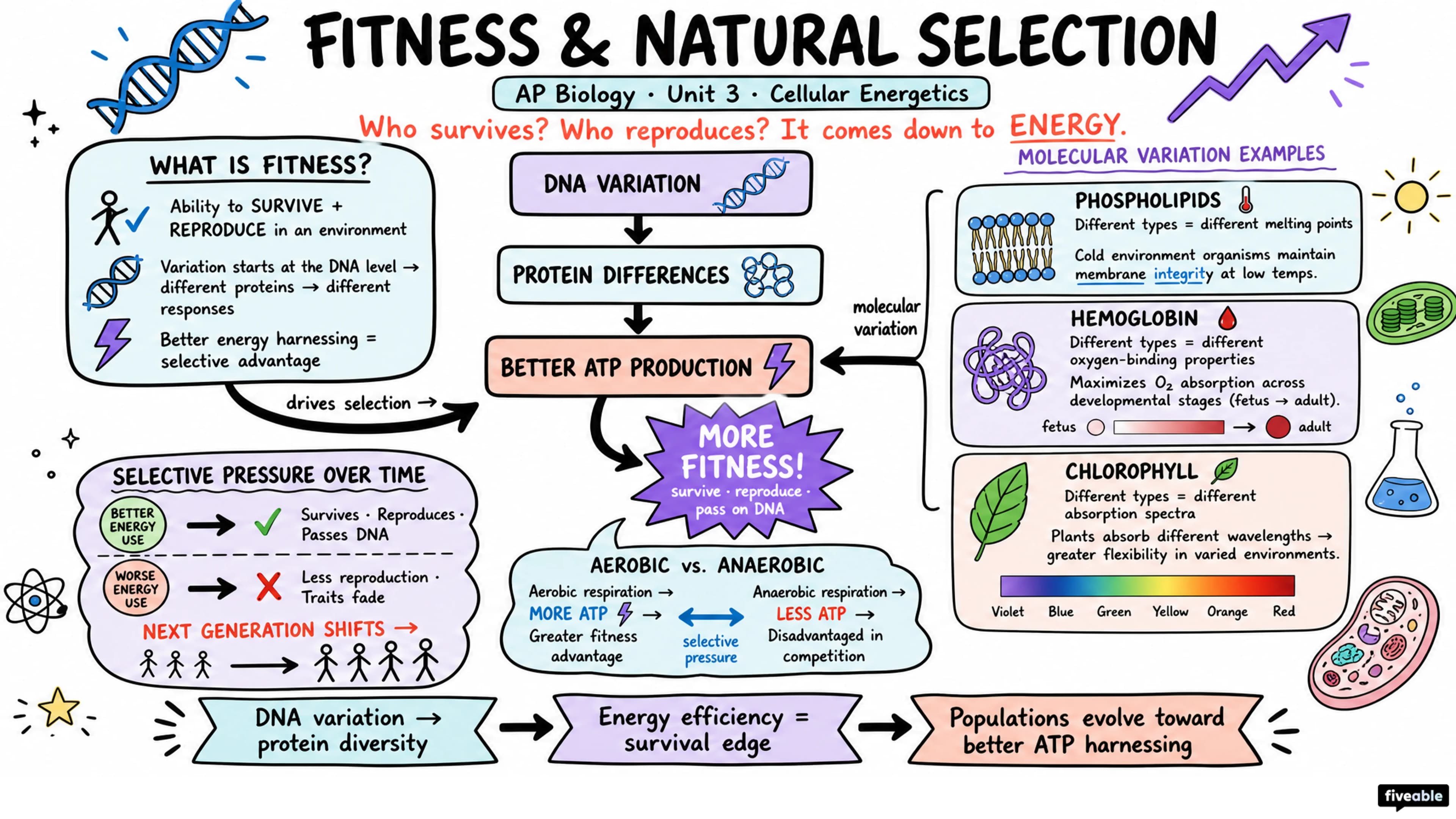 Fitness and Natural Selection - AP Biology - Unit 3 visual cheatsheet