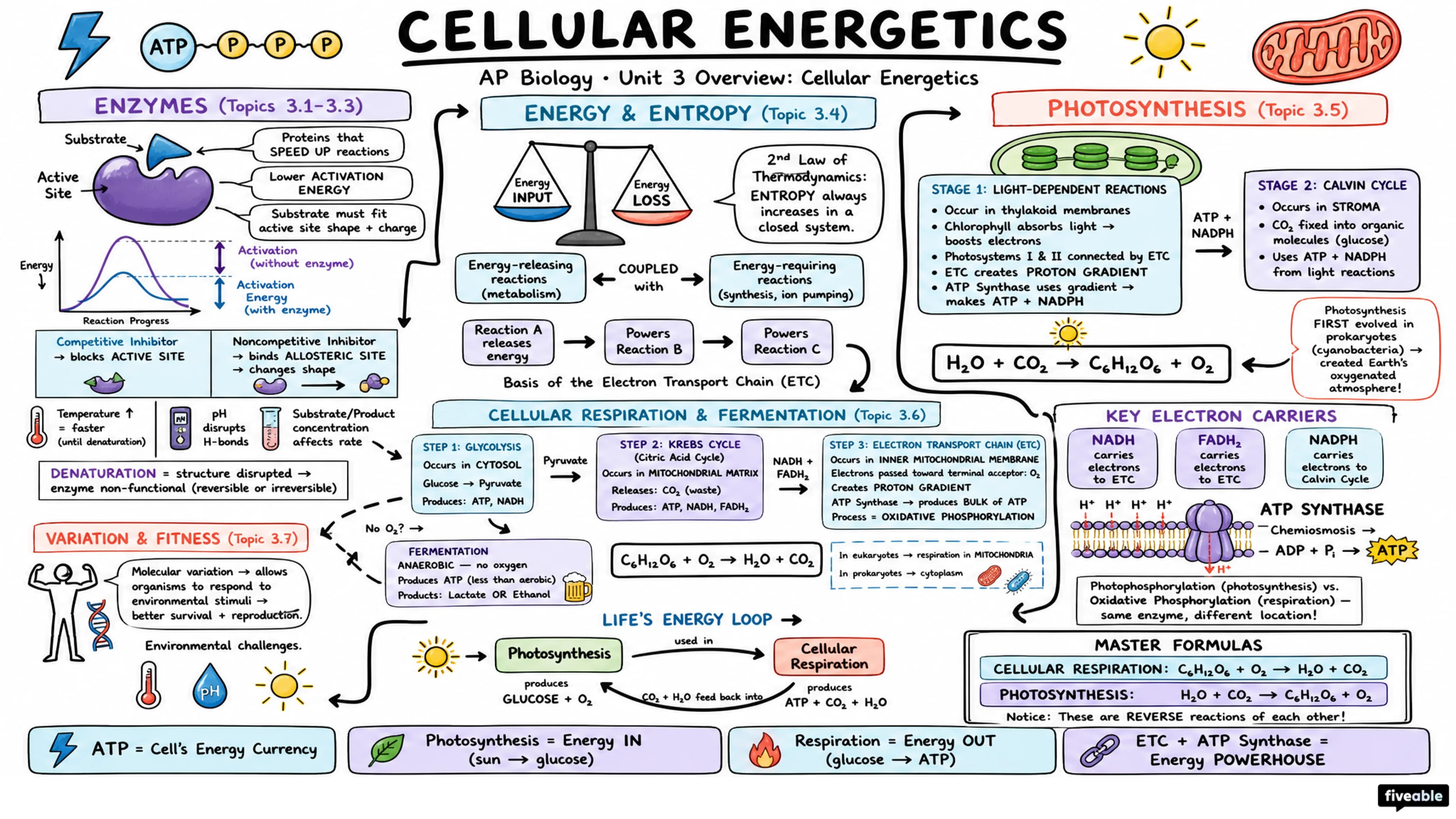 Unit 3 Overview: Cellular Energetics - AP Biology - Unit 3 visual cheatsheet
