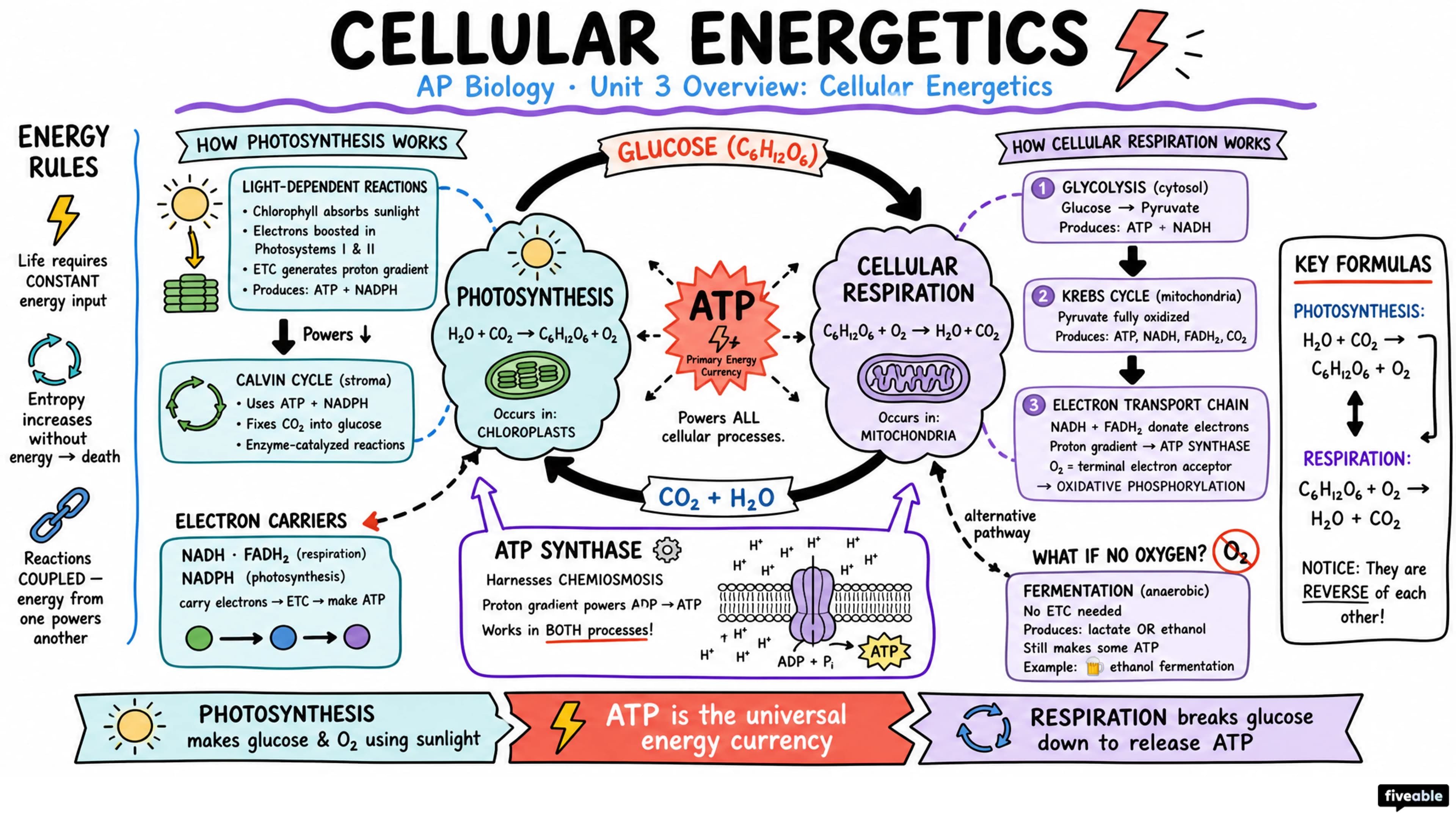 Unit 3 Overview: Cellular Energetics - AP Biology - Unit 3 visual cheatsheet