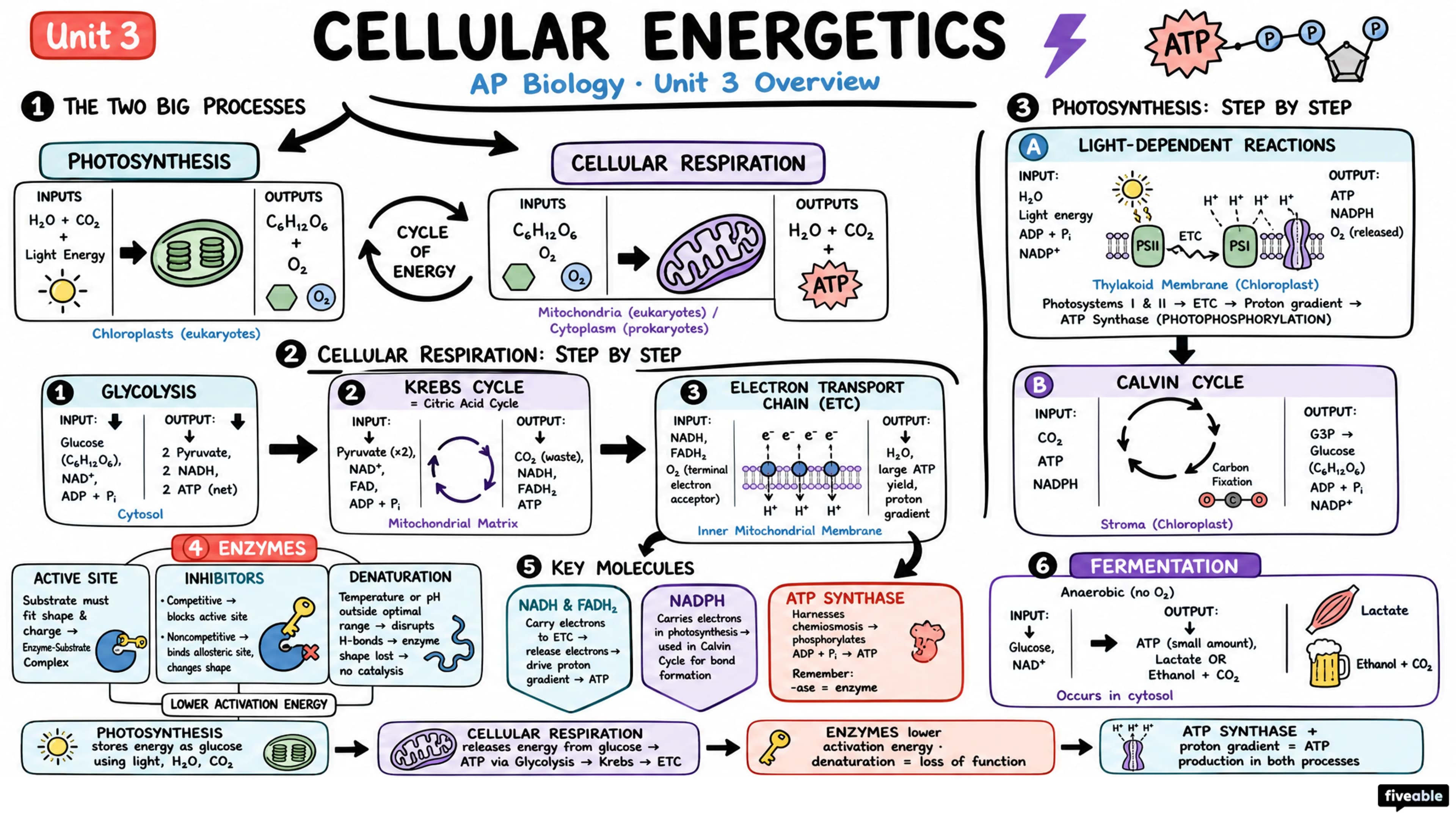 Unit 3 Overview: Cellular Energetics - AP Biology - Unit 3 visual cheatsheet