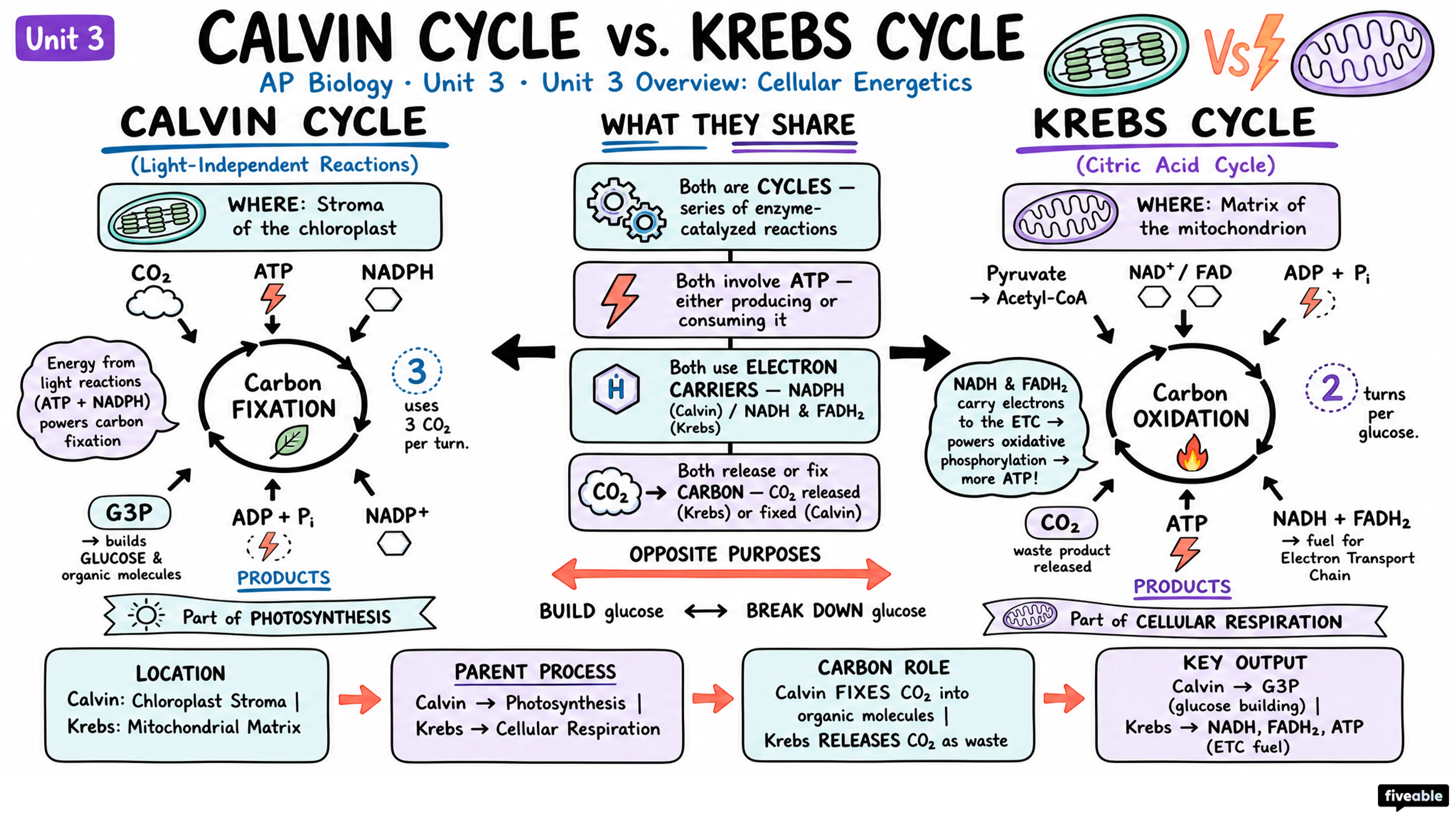 Unit 3 Overview: Cellular Energetics - AP Biology - Unit 3 visual cheatsheet