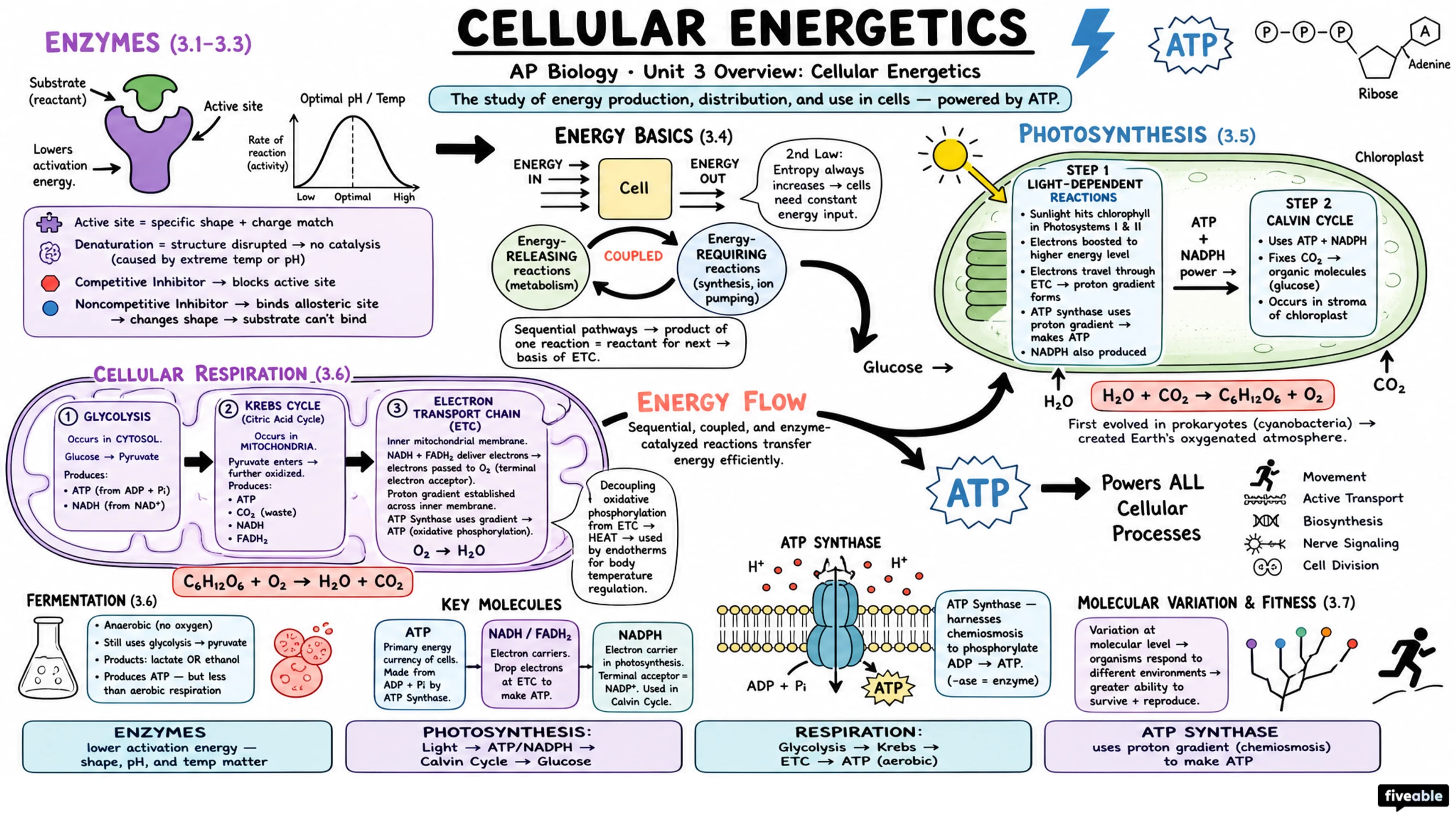 Unit 3 Overview: Cellular Energetics - AP Biology - Unit 3 visual cheatsheet