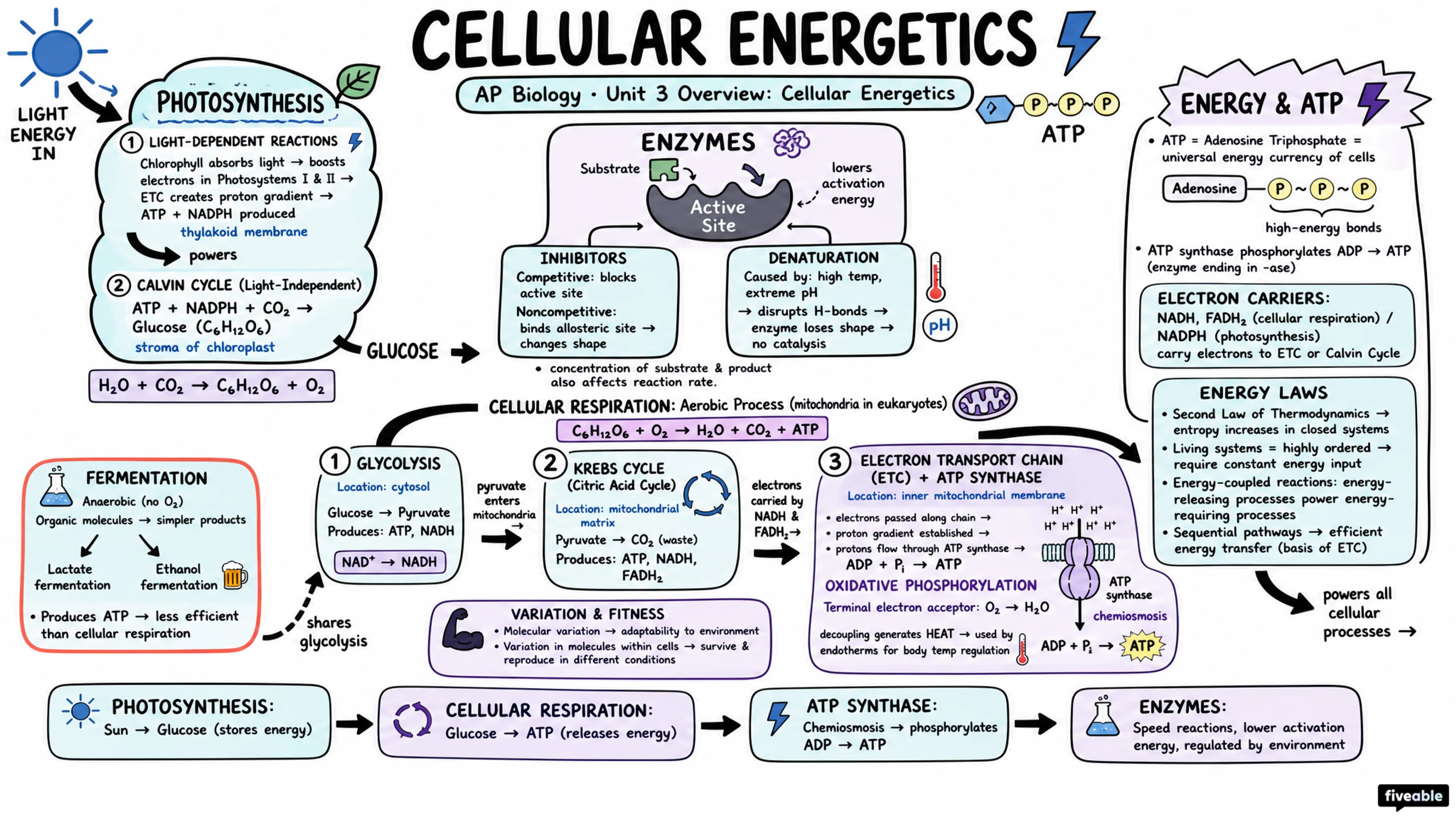 Unit 3 Overview: Cellular Energetics - AP Biology - Unit 3 visual cheatsheet