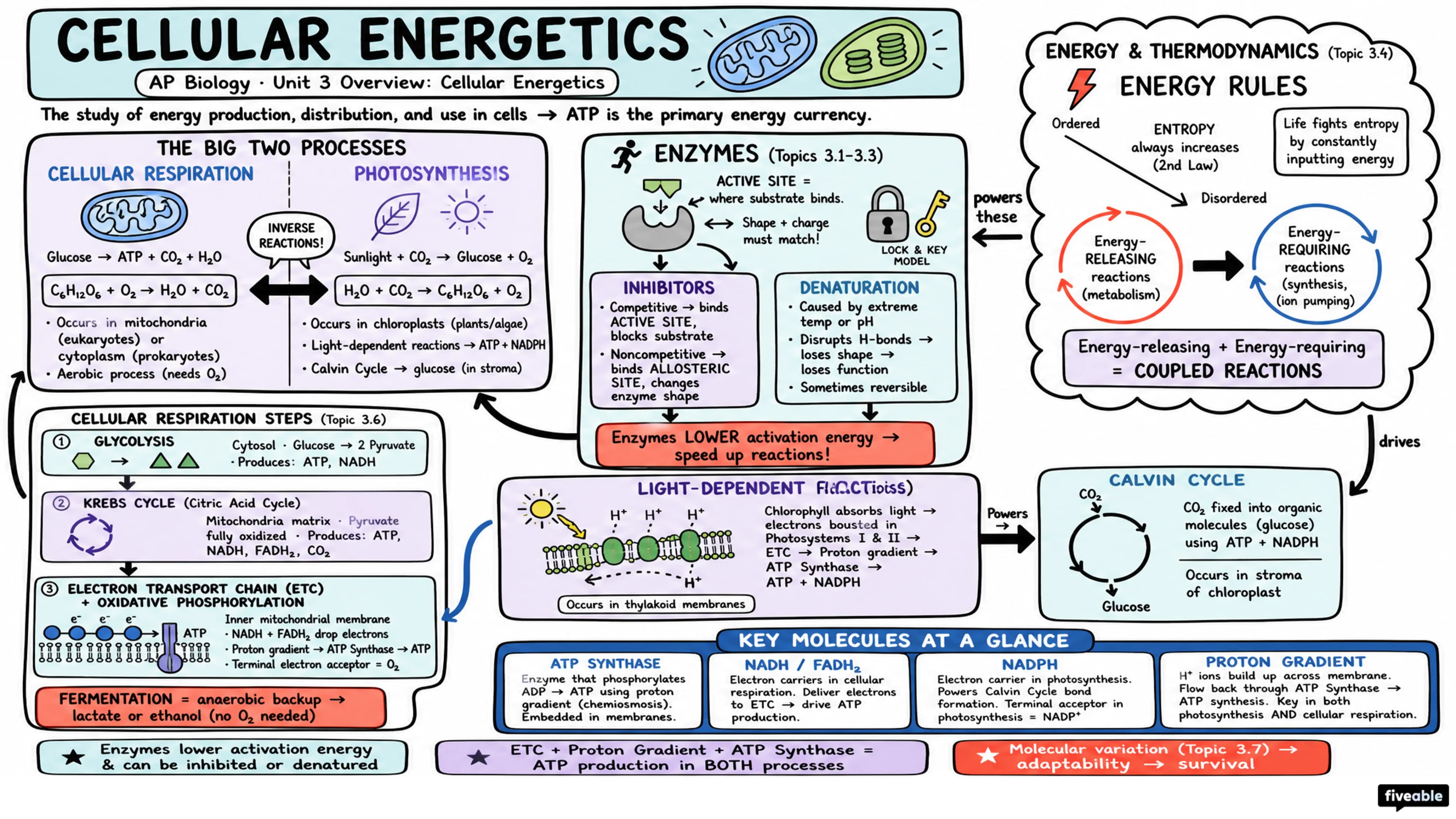 Unit 3 Overview: Cellular Energetics - AP Biology - Unit 3 visual cheatsheet