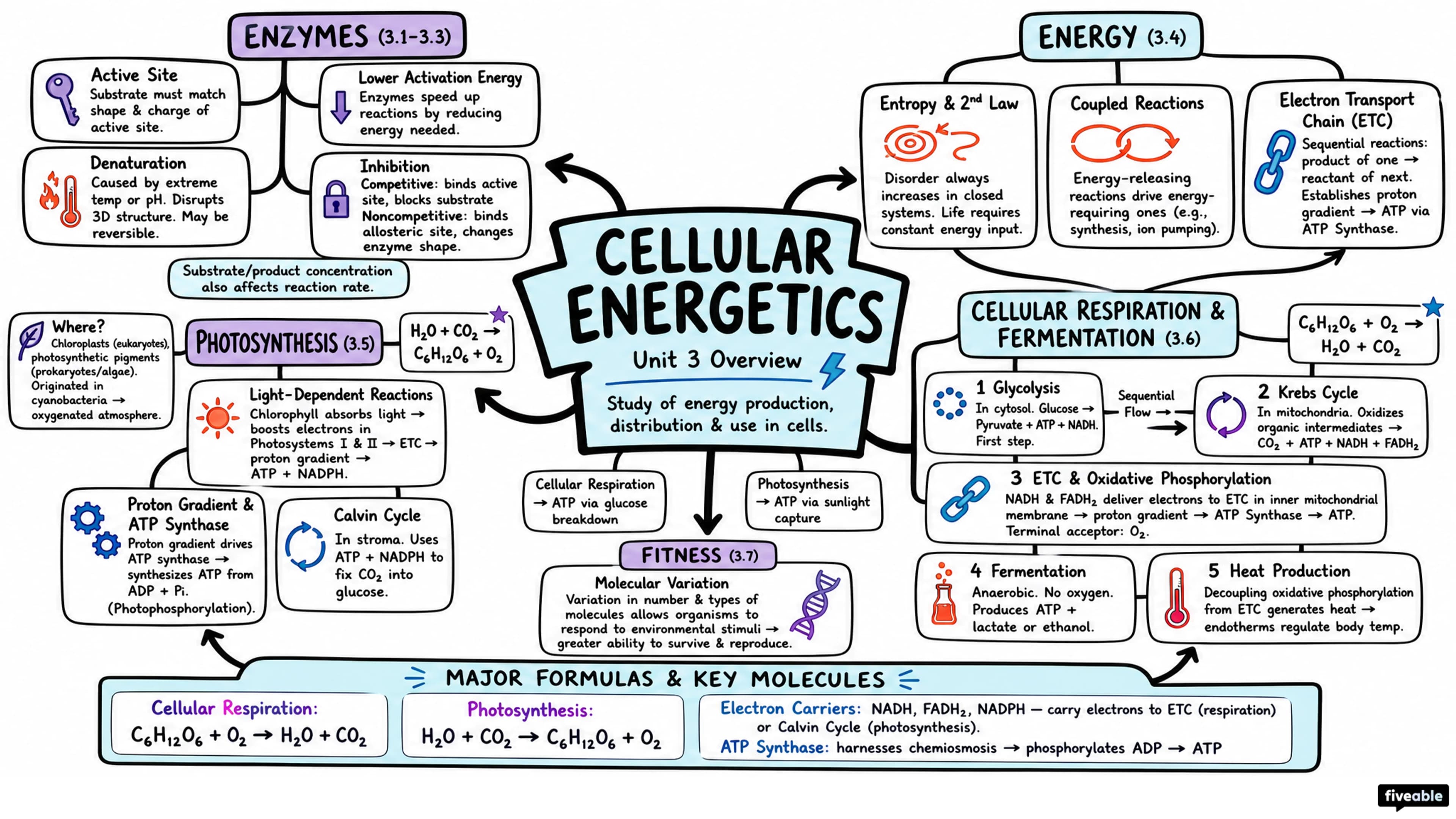 Unit 3 Overview: Cellular Energetics - AP Biology - Unit 3 visual cheatsheet
