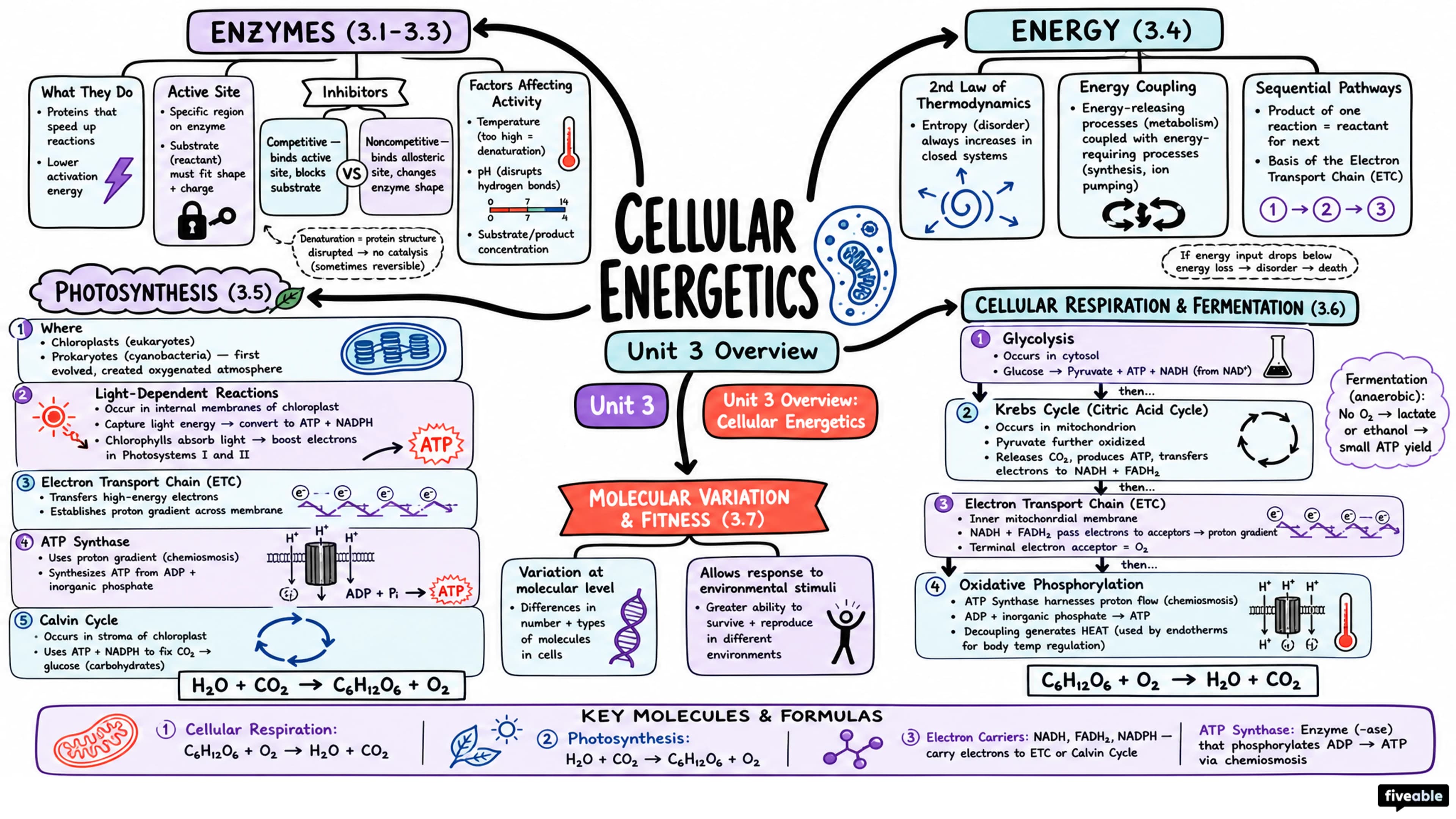 Unit 3 Overview: Cellular Energetics - AP Biology - Unit 3 visual cheatsheet
