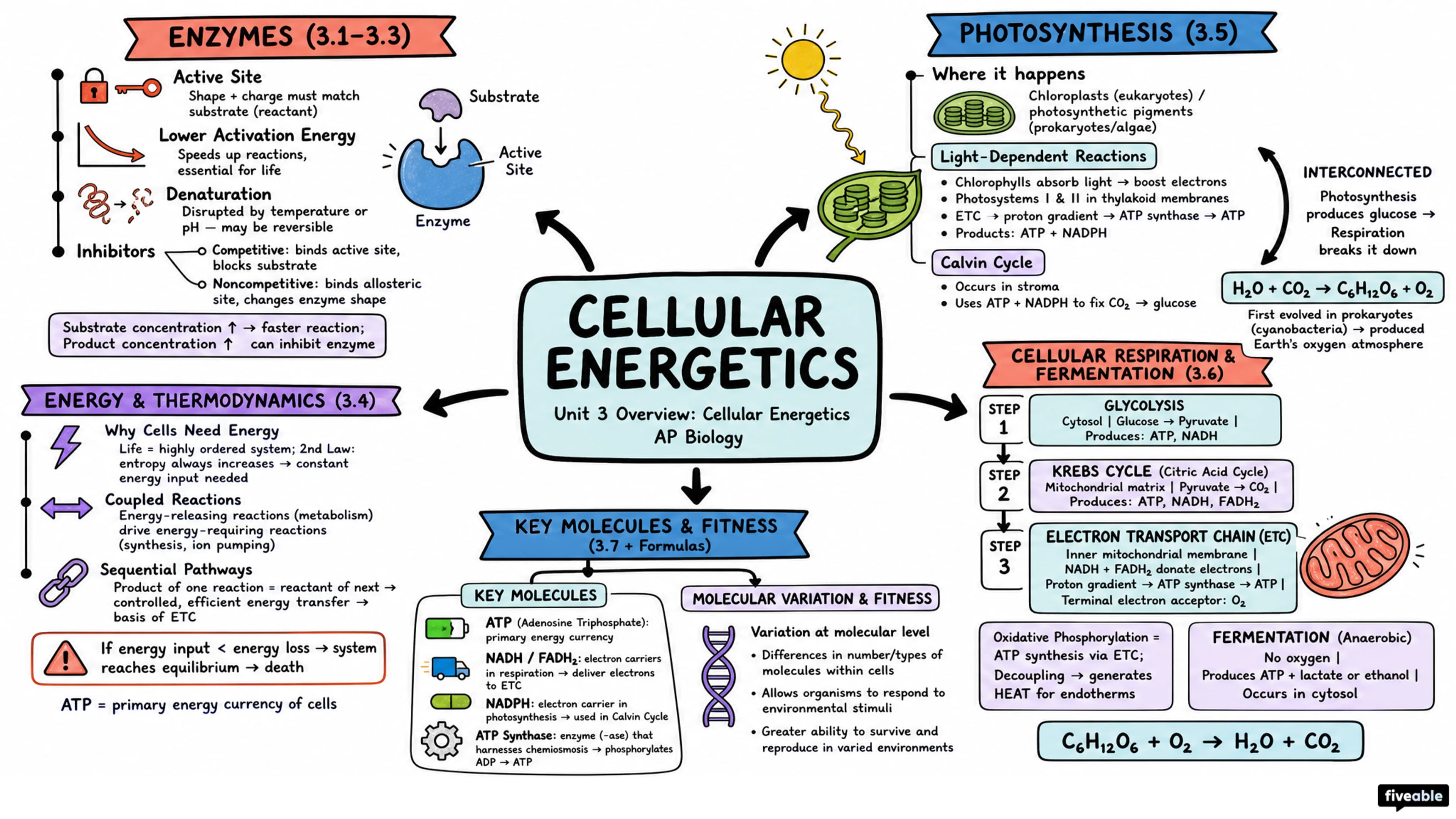 Unit 3 Overview: Cellular Energetics - AP Biology - Unit 3 visual cheatsheet