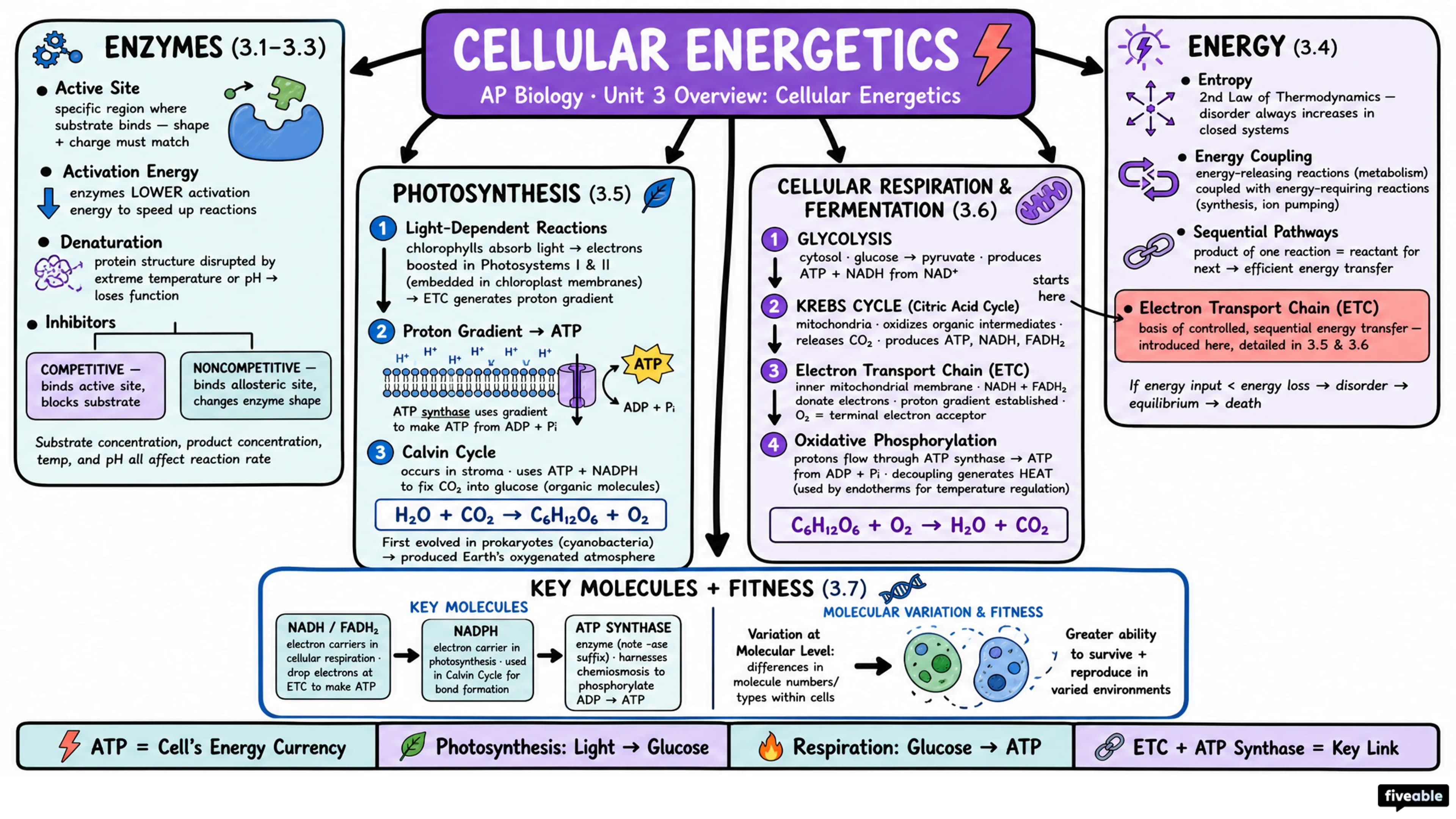 Unit 3 Overview: Cellular Energetics - AP Biology - Unit 3 visual cheatsheet