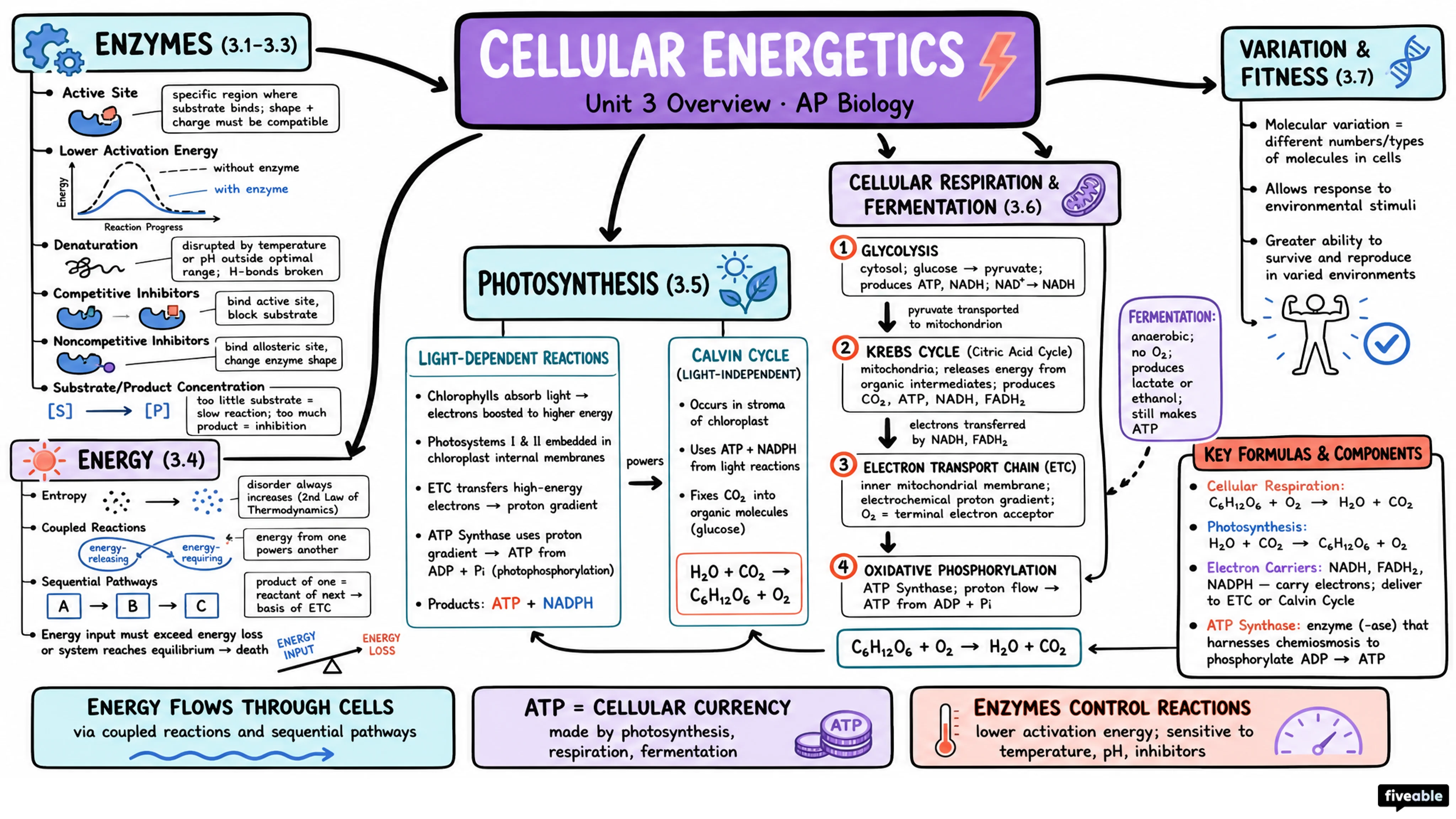 Unit 3 Overview: Cellular Energetics - AP Biology - Unit 3 visual cheatsheet
