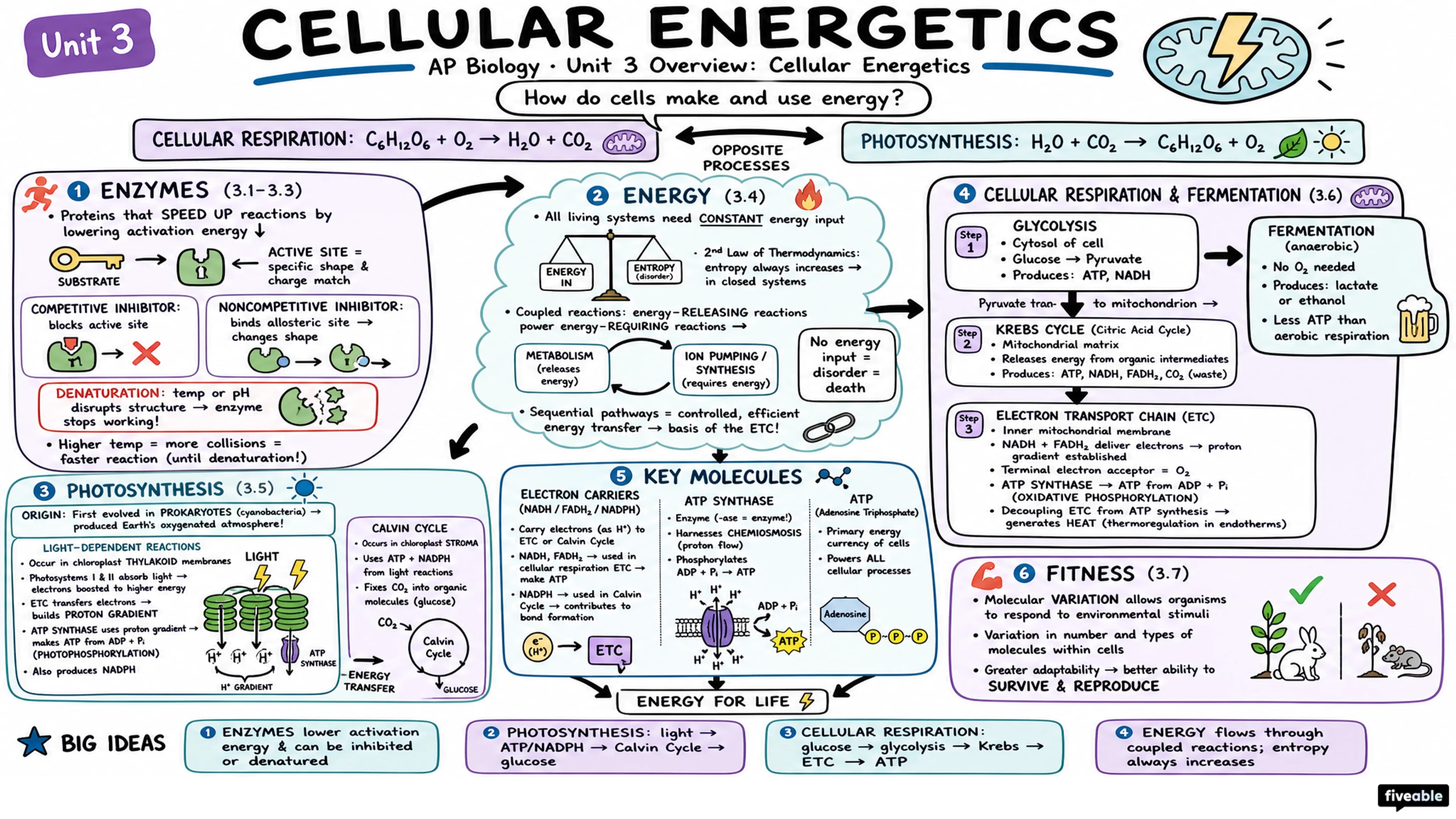 Unit 3 Overview: Cellular Energetics - AP Biology - Unit 3 visual cheatsheet