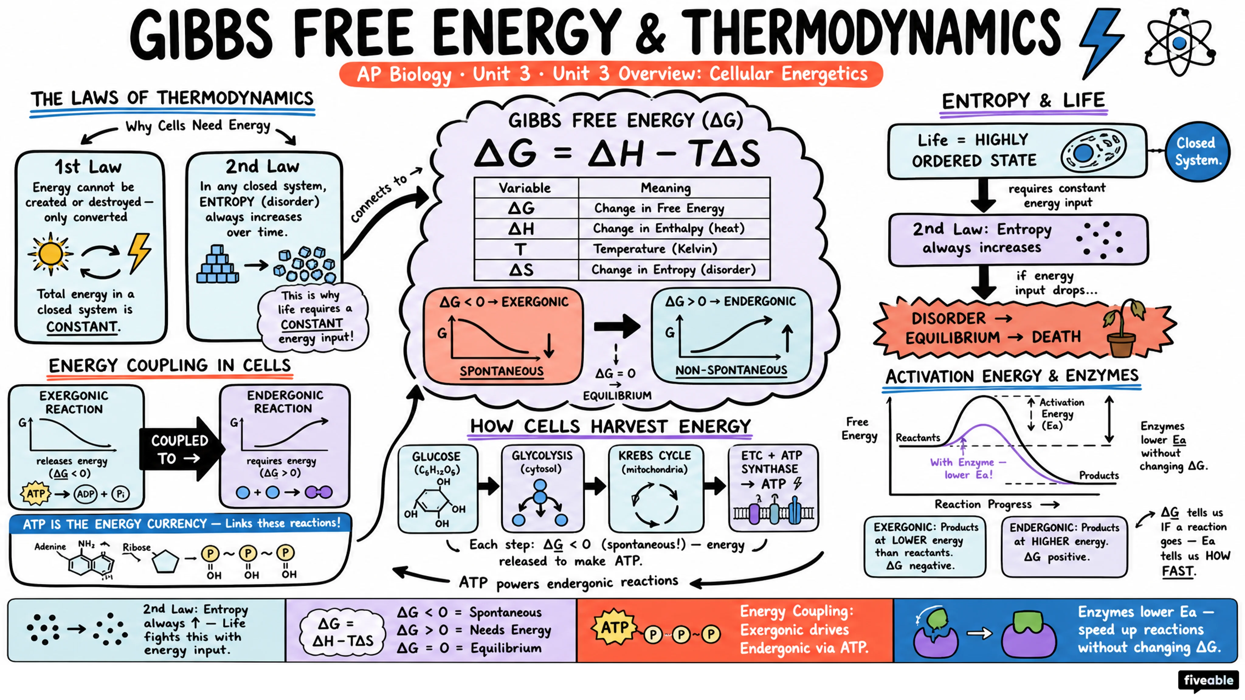 Unit 3 Overview: Cellular Energetics - AP Biology - Unit 3 visual cheatsheet