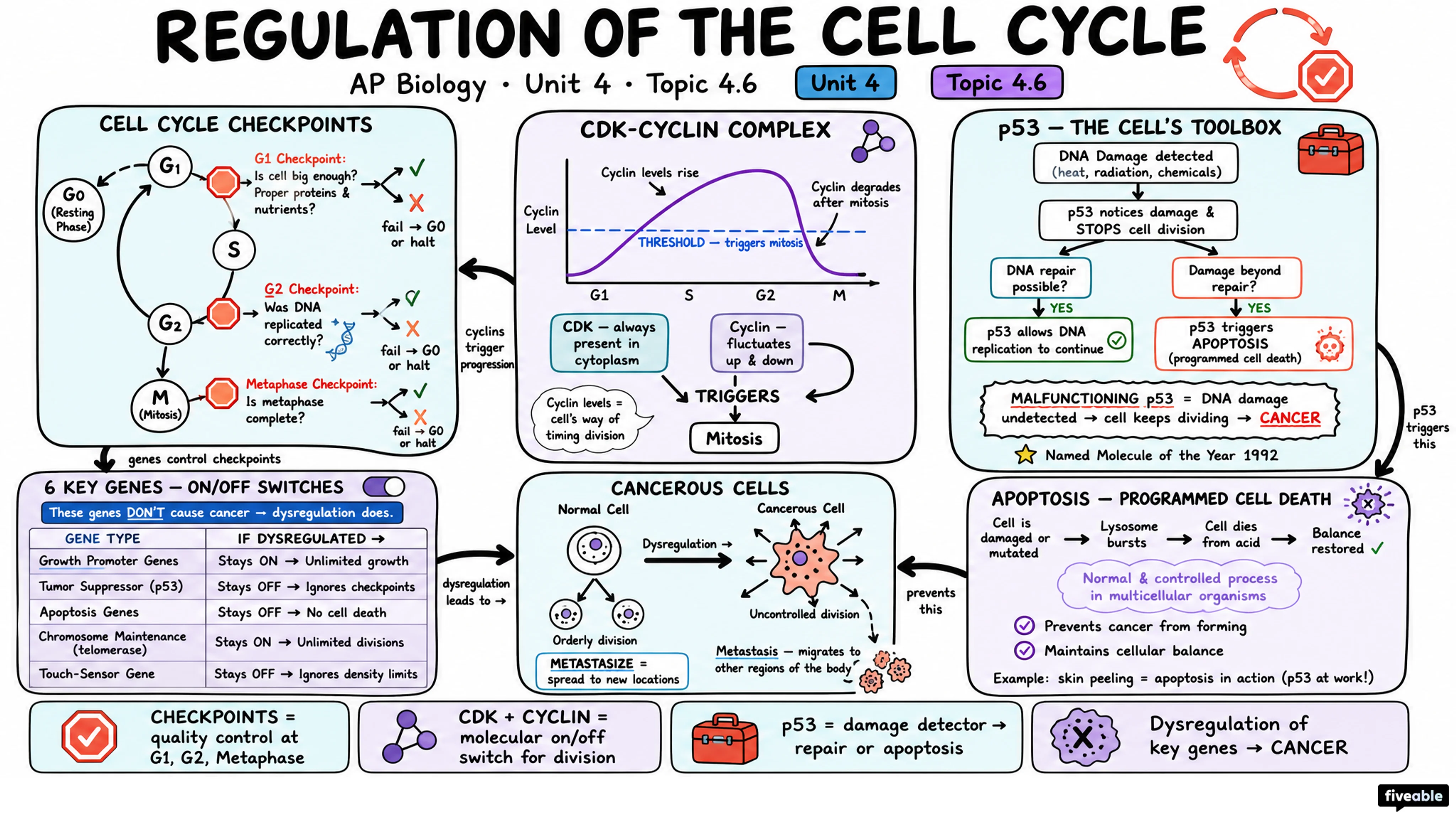 Regulation of the Cell Cycle Review - AP Biology - Unit 4 visual cheatsheet