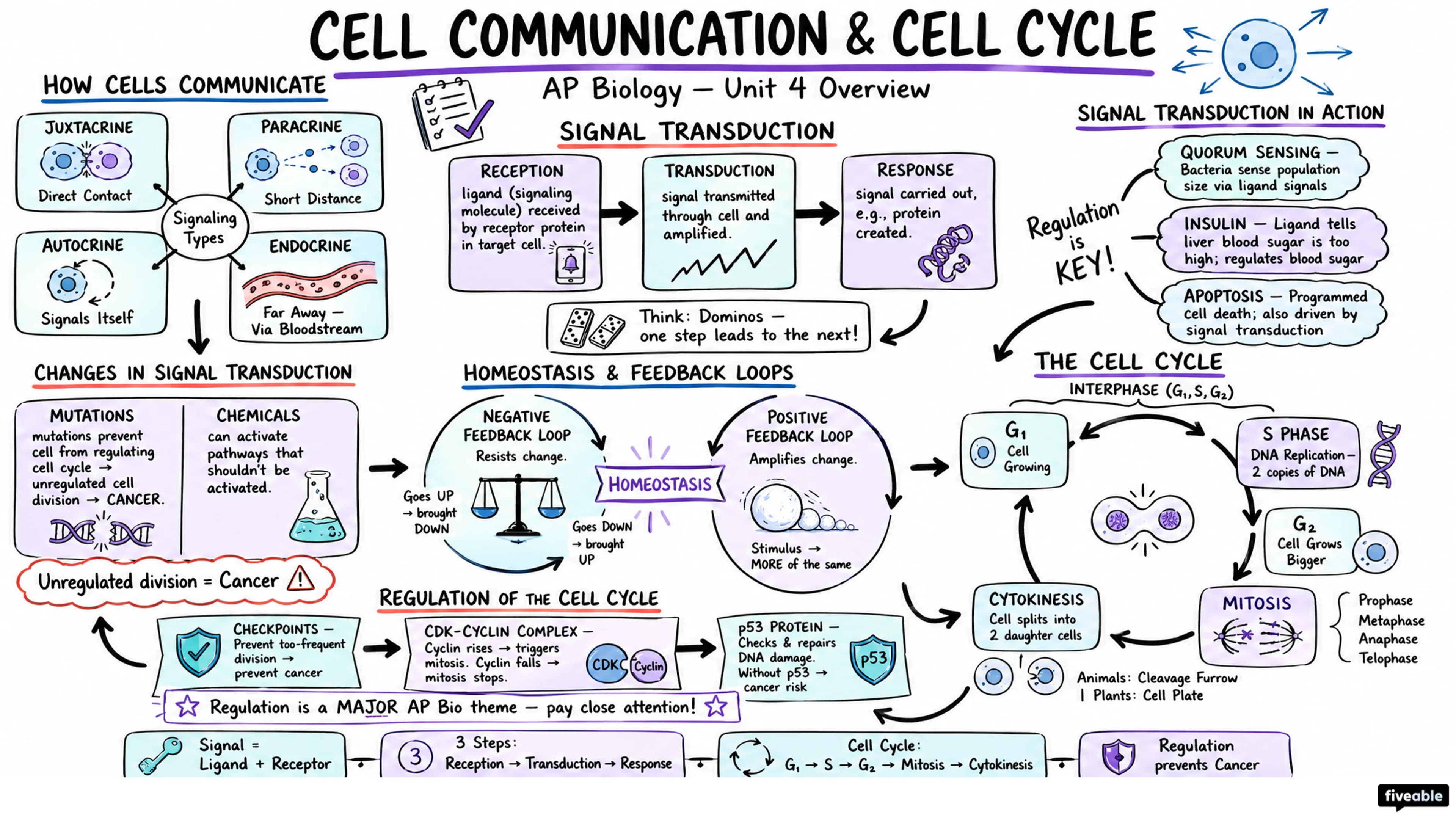 Unit 4 Overview: Cell Communication and Cell Cycle - AP Biology - Unit 4 visual cheatsheet