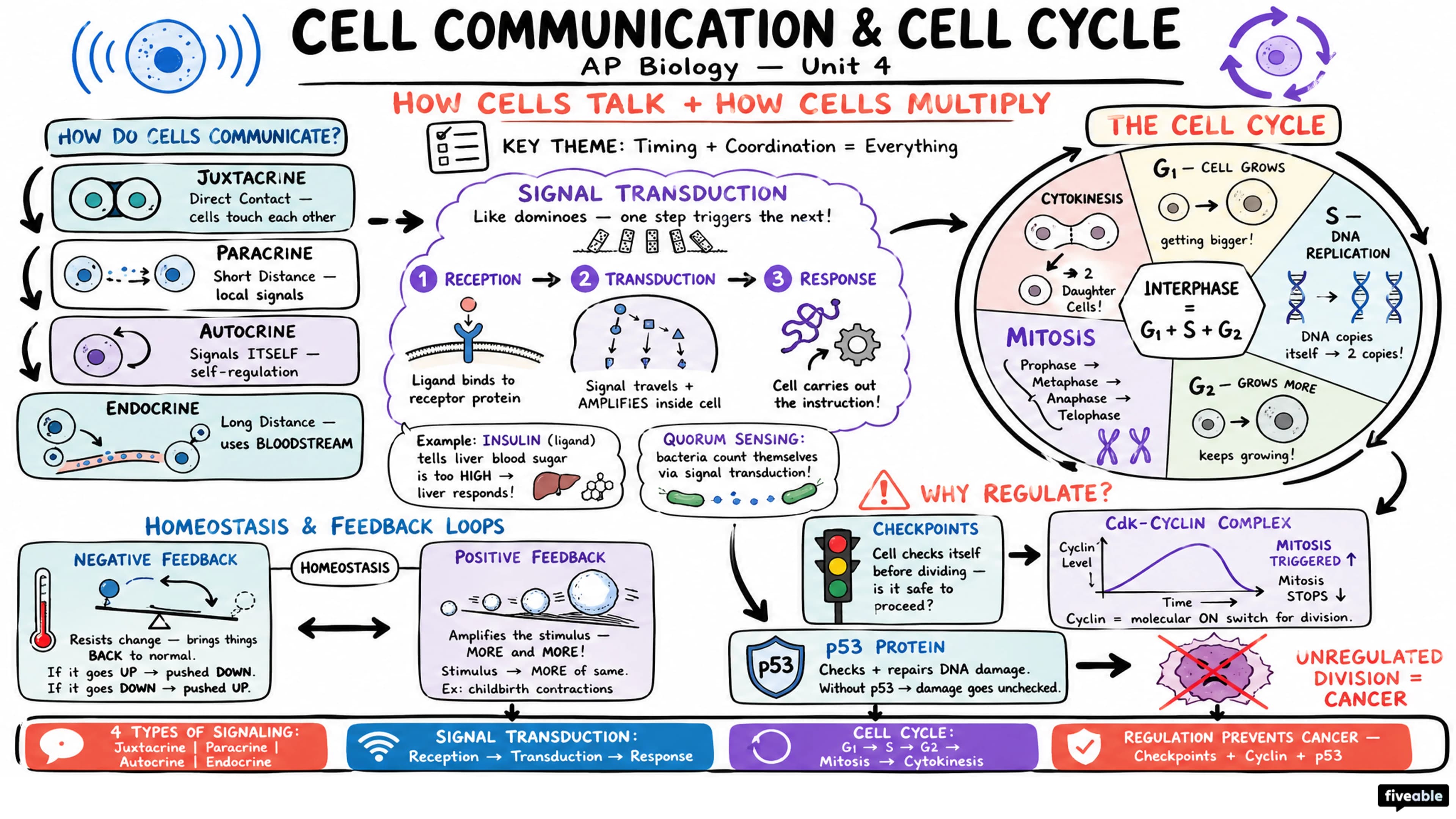 Unit 4 Overview: Cell Communication and Cell Cycle - AP Biology - Unit 4 visual cheatsheet