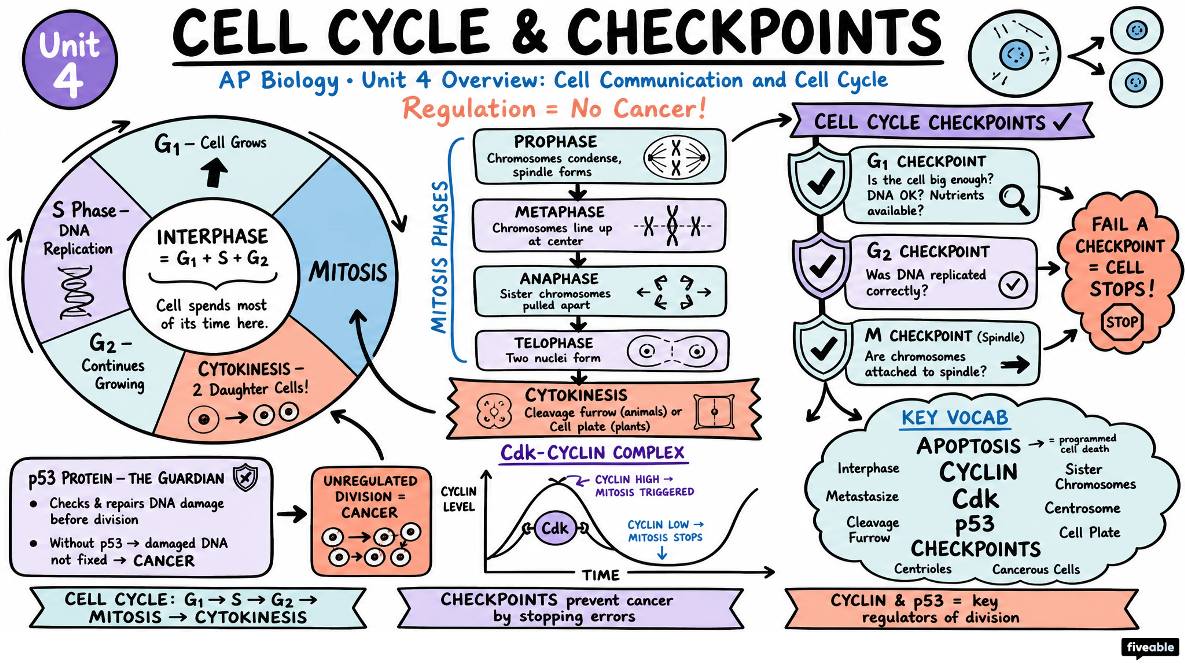 Unit 4 Overview: Cell Communication and Cell Cycle - AP Biology - Unit 4 visual cheatsheet