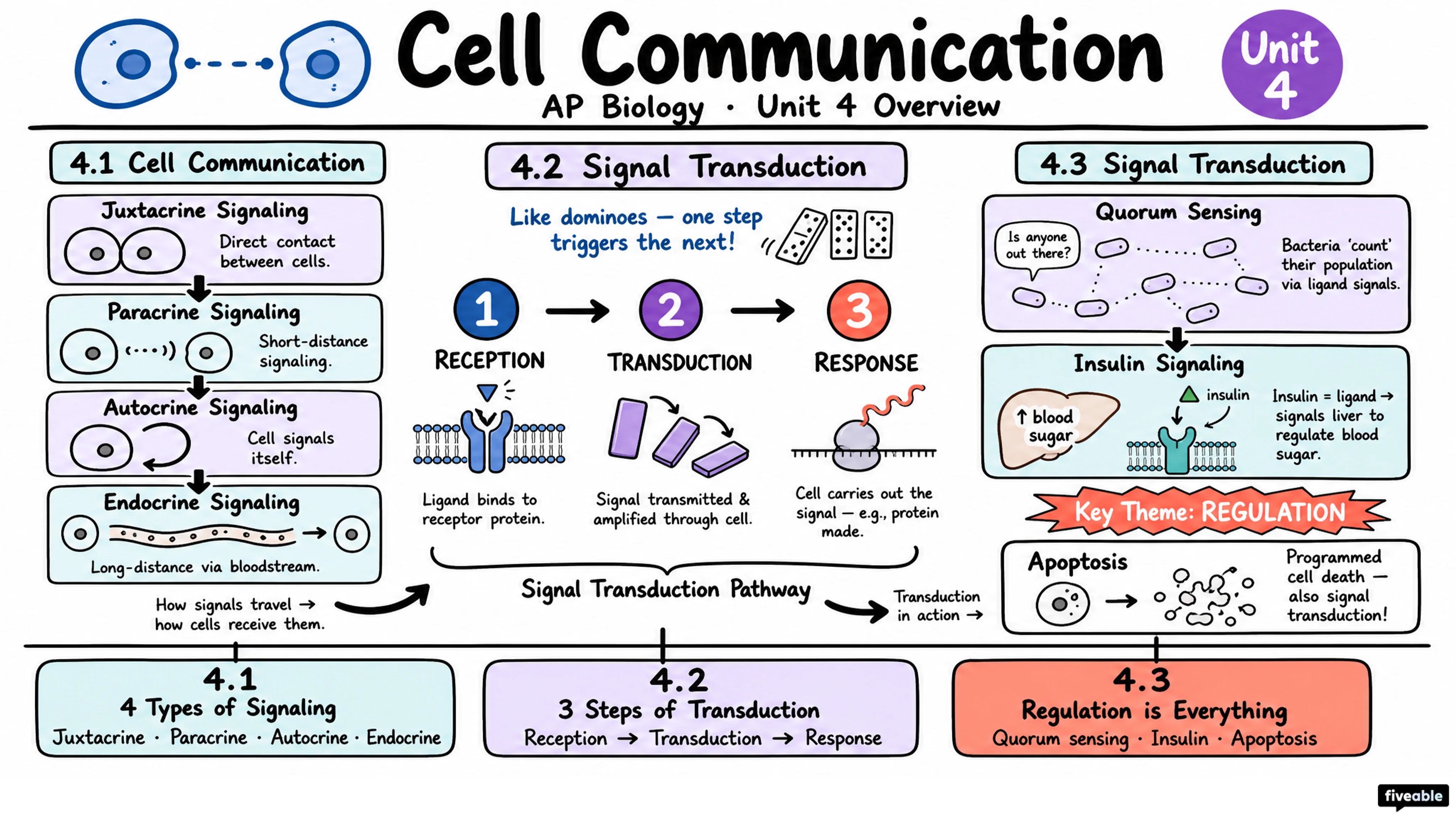 Unit 4 Overview: Cell Communication and Cell Cycle - AP Biology - Unit 4 visual cheatsheet