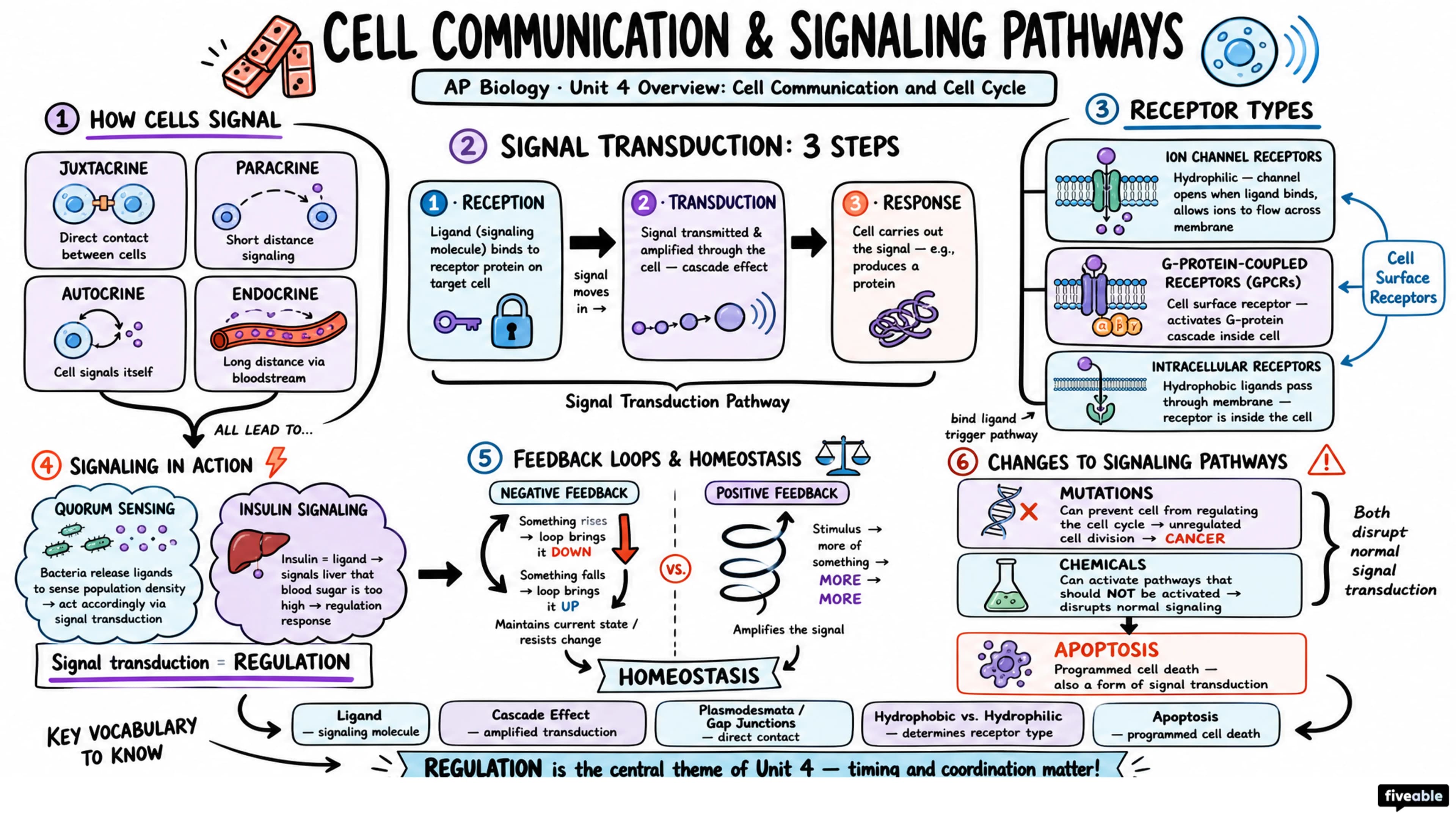 Unit 4 Overview: Cell Communication and Cell Cycle - AP Biology - Unit 4 visual cheatsheet