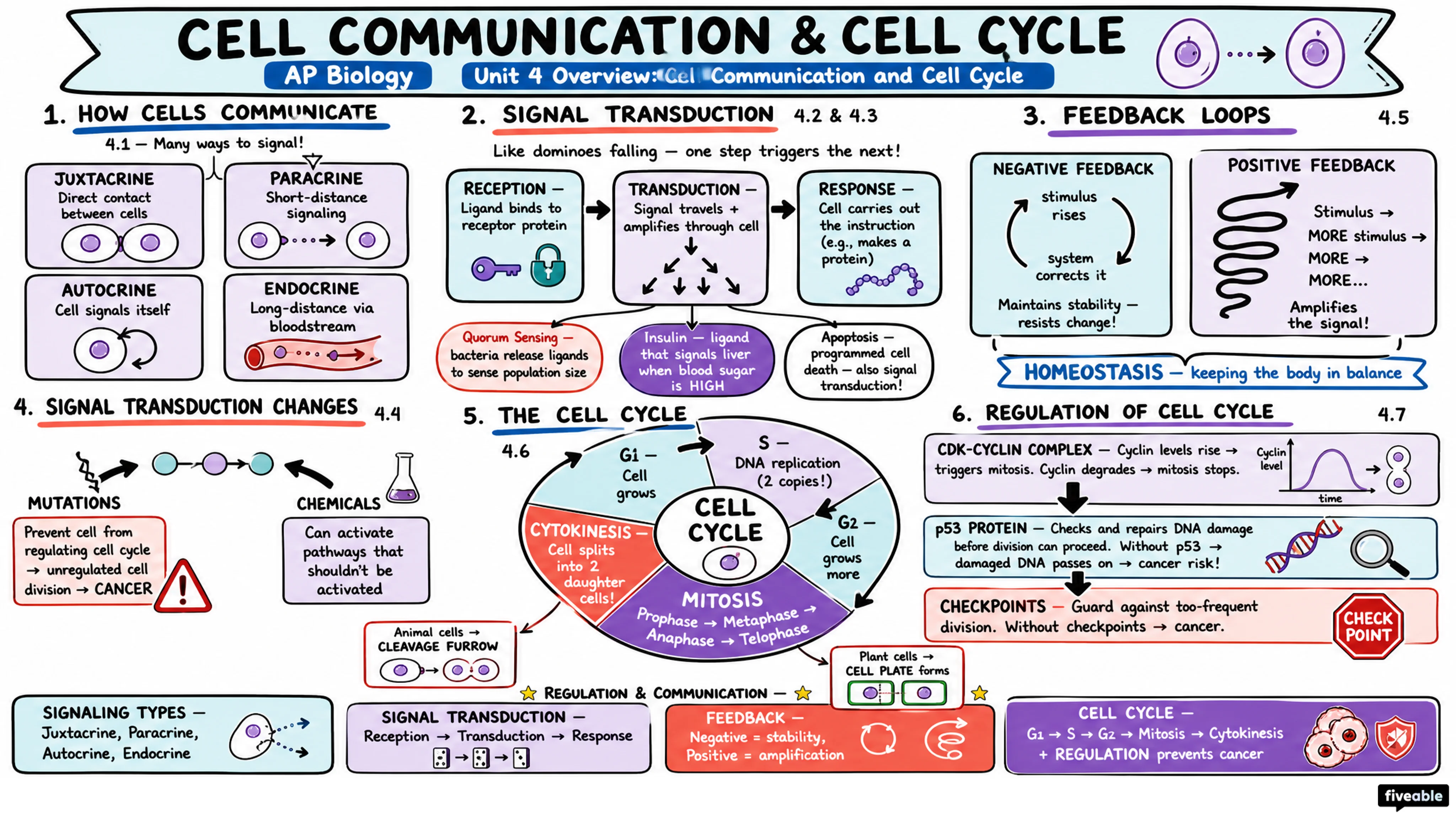 Unit 4 Overview: Cell Communication and Cell Cycle - AP Biology - Unit 4 visual cheatsheet