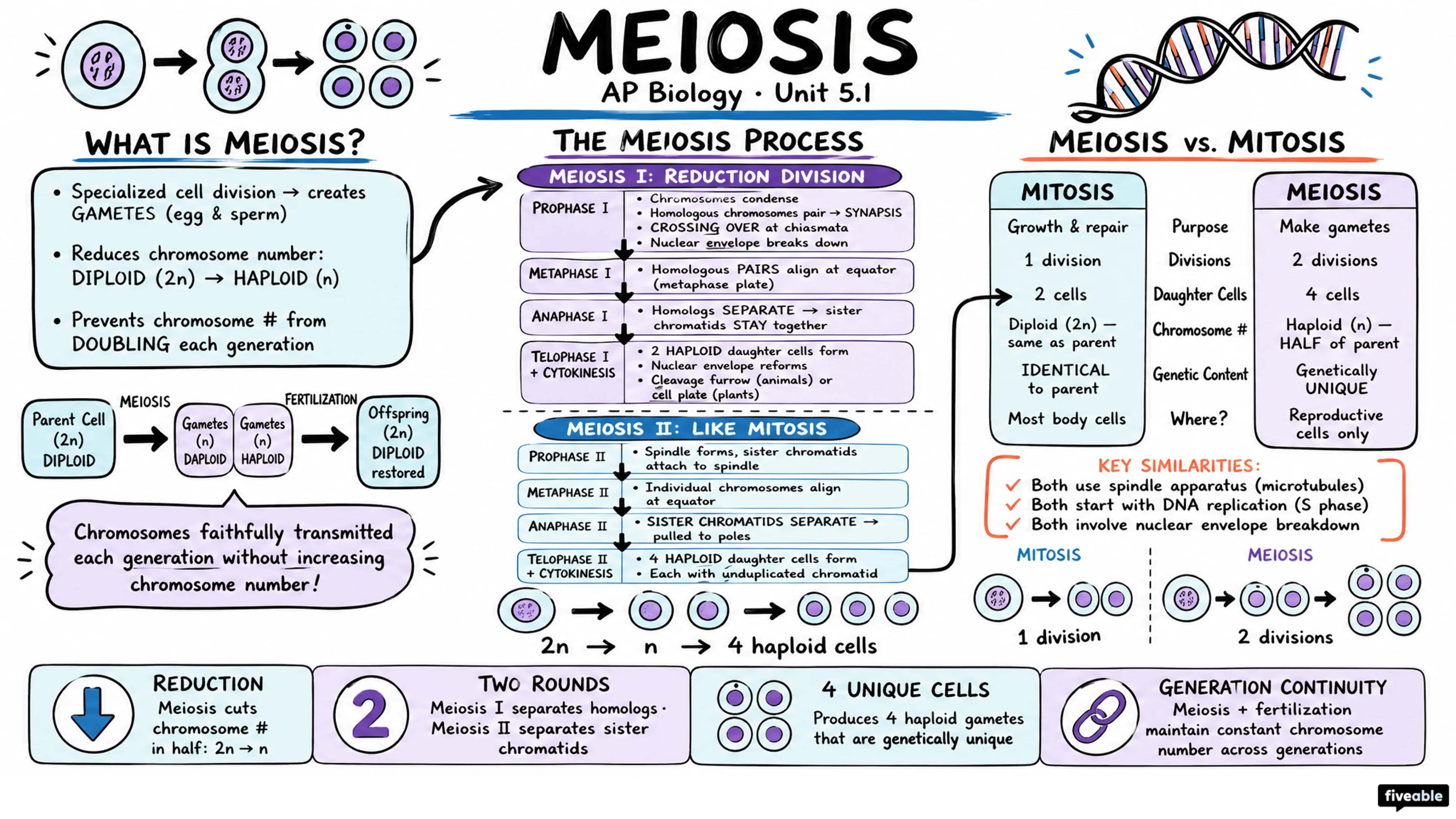 5.1 Meiosis - AP Biology - Unit 5 visual cheatsheet