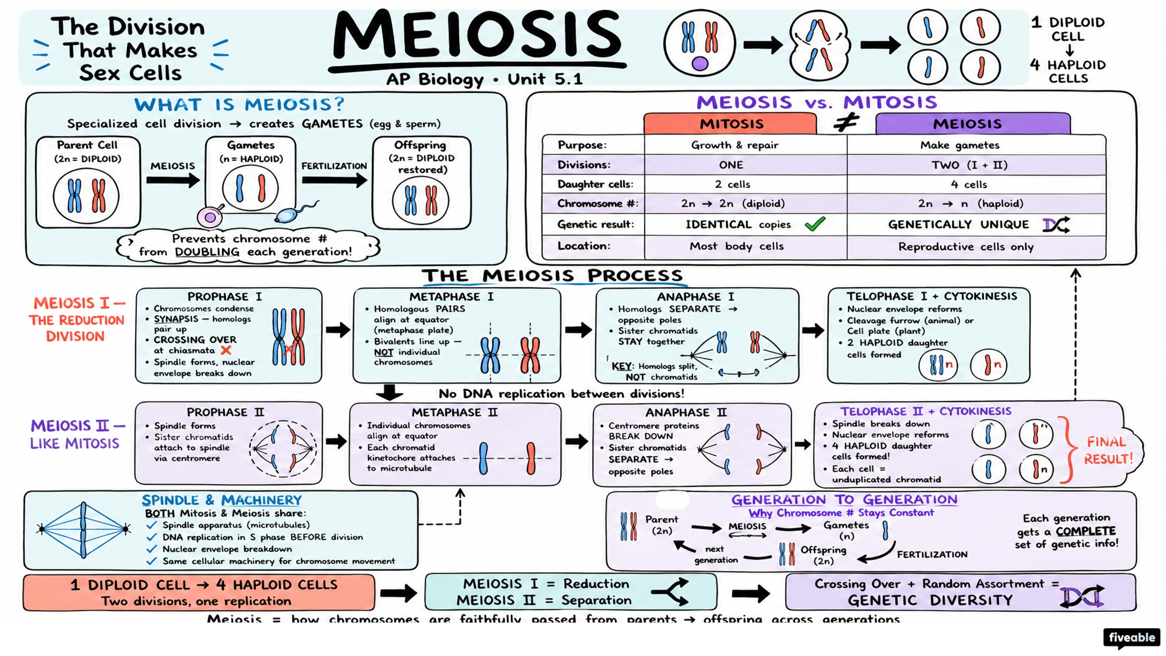 5.1 Meiosis - AP Biology - Unit 5 visual cheatsheet