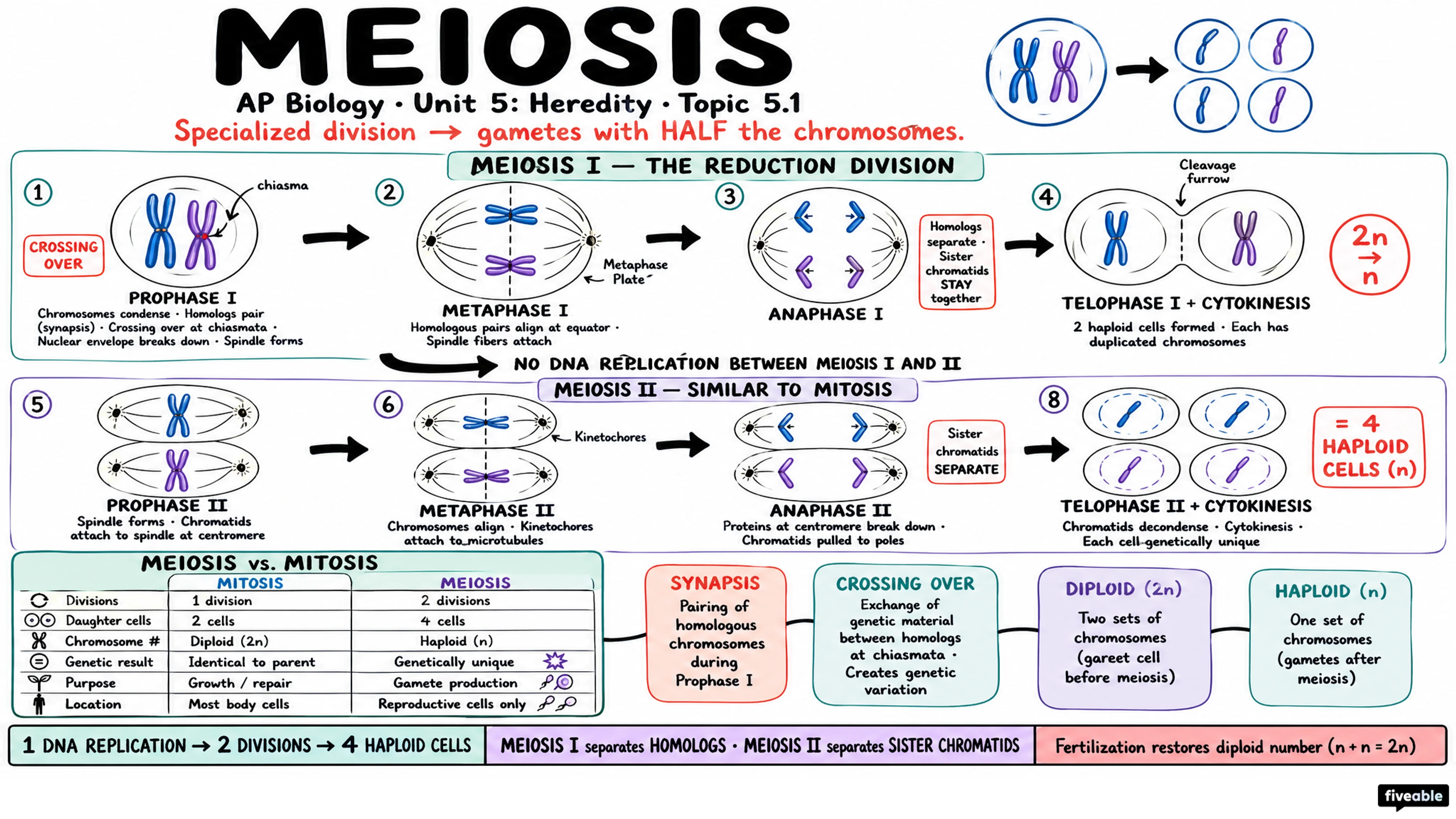 5.1 Meiosis - AP Biology - Unit 5 visual cheatsheet