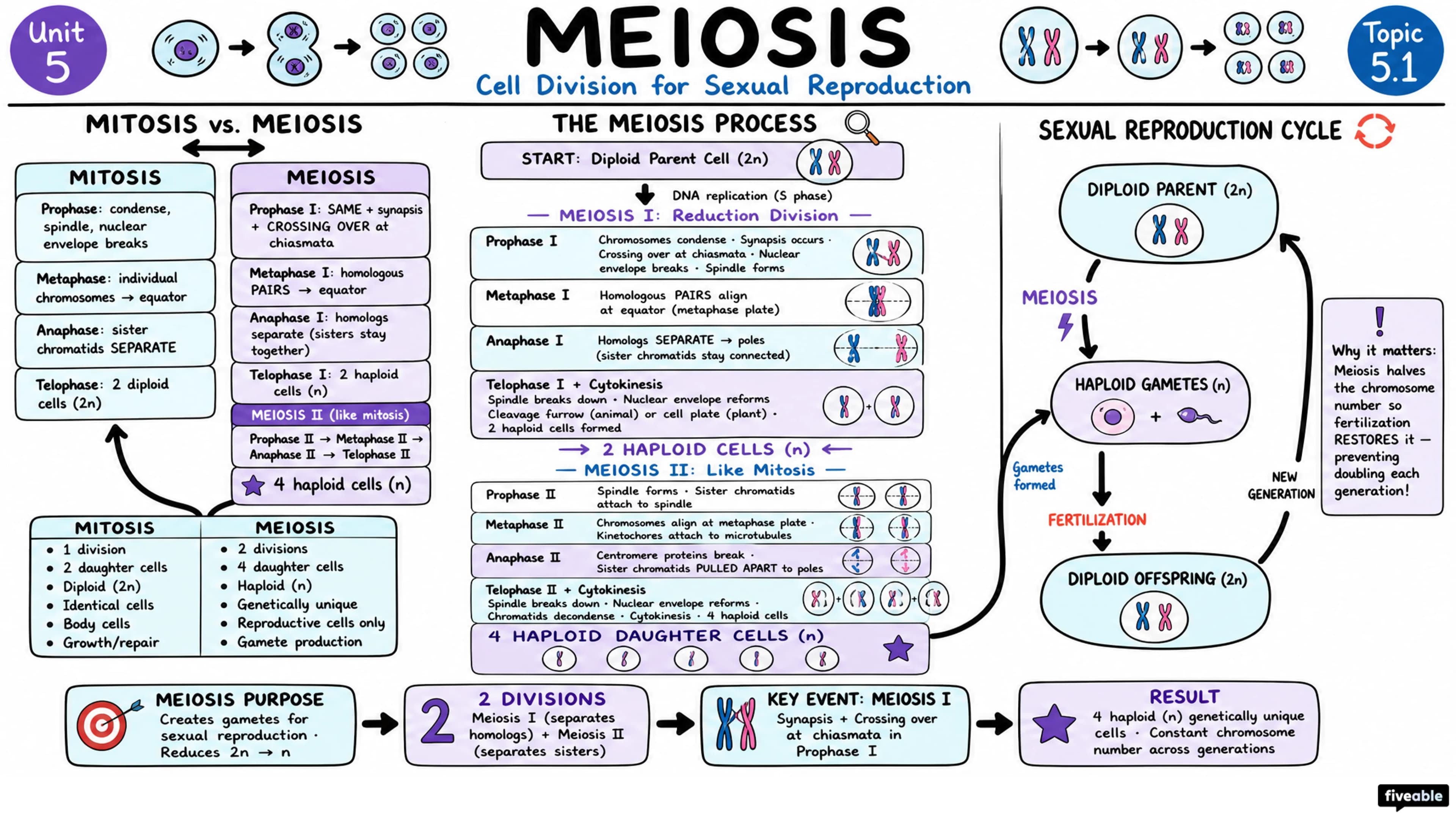 5.1 Meiosis - AP Biology - Unit 5 visual cheatsheet