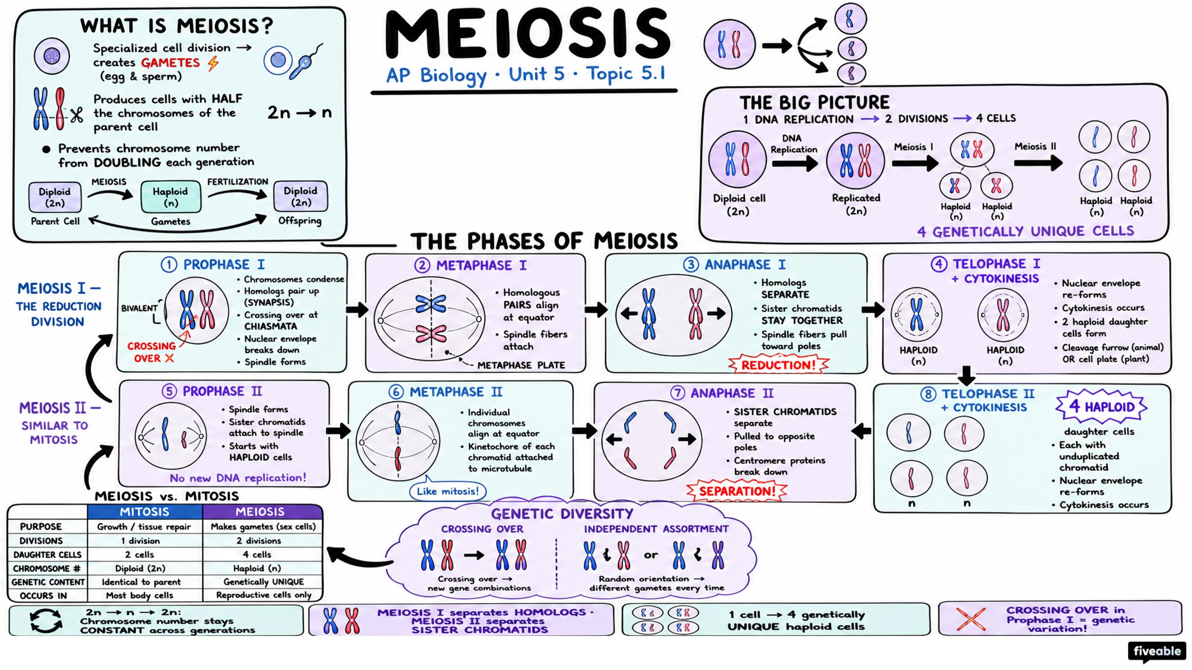 5.1 Meiosis - AP Biology - Unit 5 visual cheatsheet