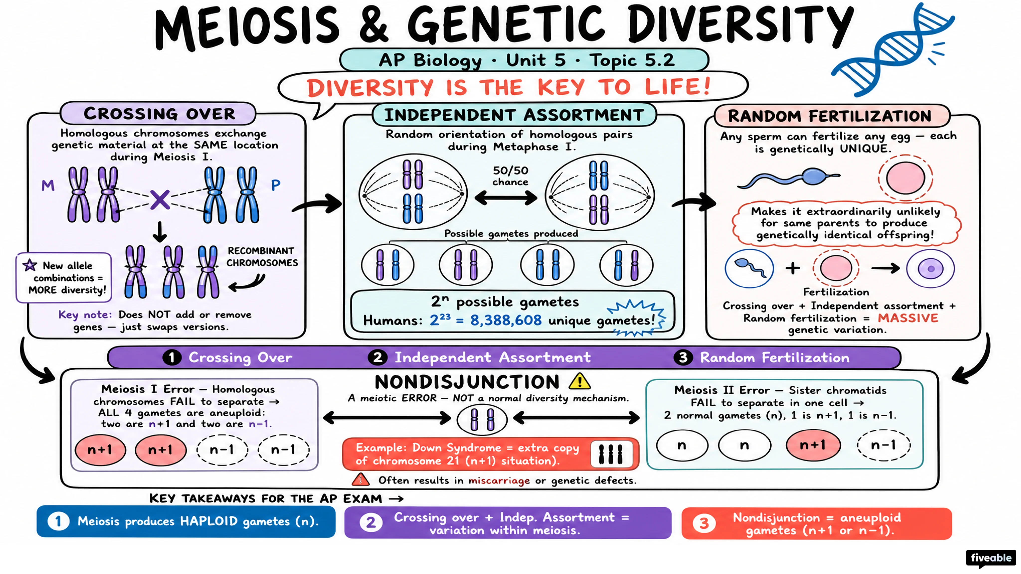5.2 Meiosis and Genetic Diversity - AP Biology - Unit 5 visual cheatsheet