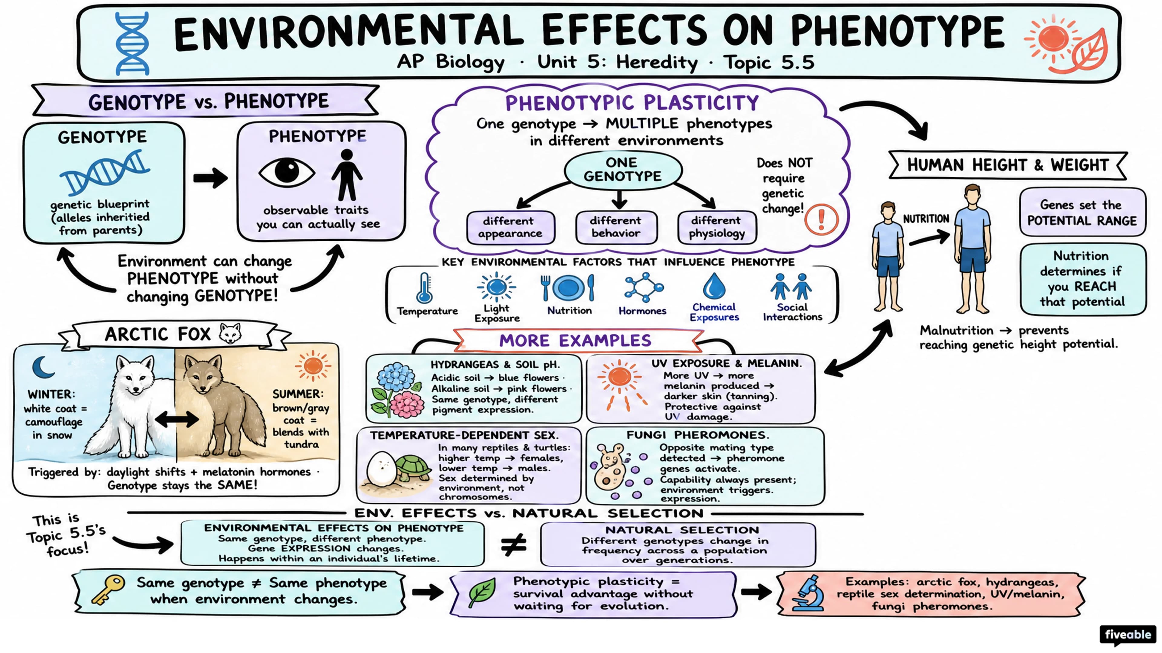 5.5 Environmental Effects on Phenotype - AP Biology - Unit 5 visual cheatsheet