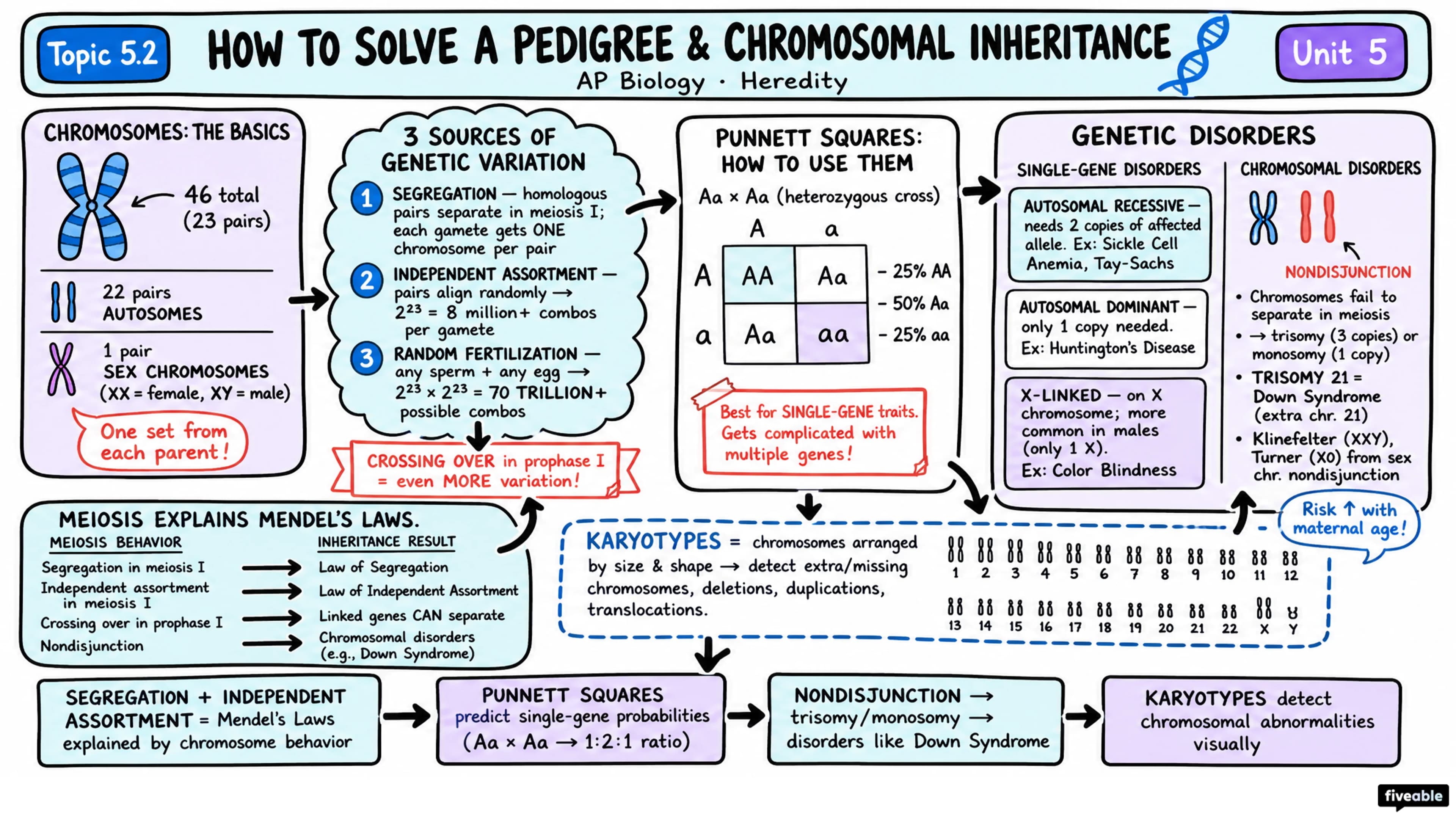 Chromosomal Inheritance Review - AP Biology - Unit 5 visual cheatsheet