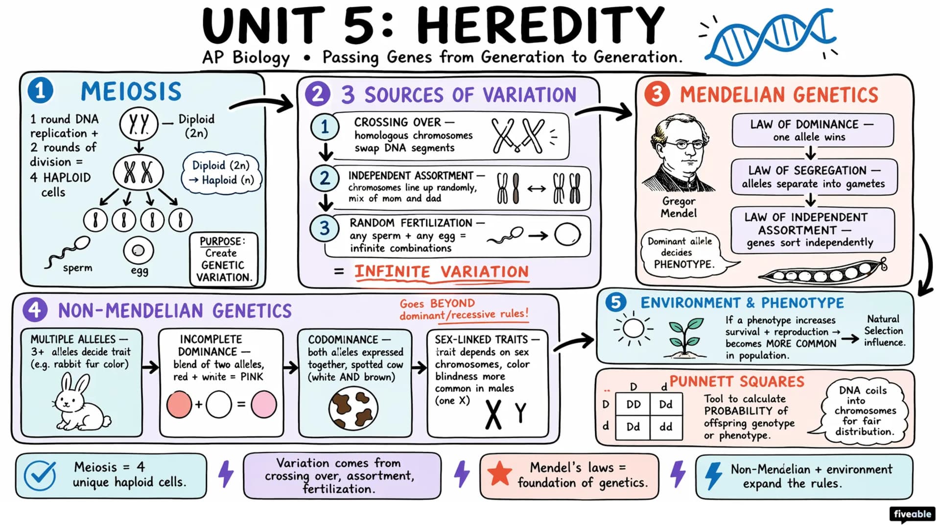 AP Biology Unit 5 heredity visual cheatsheet