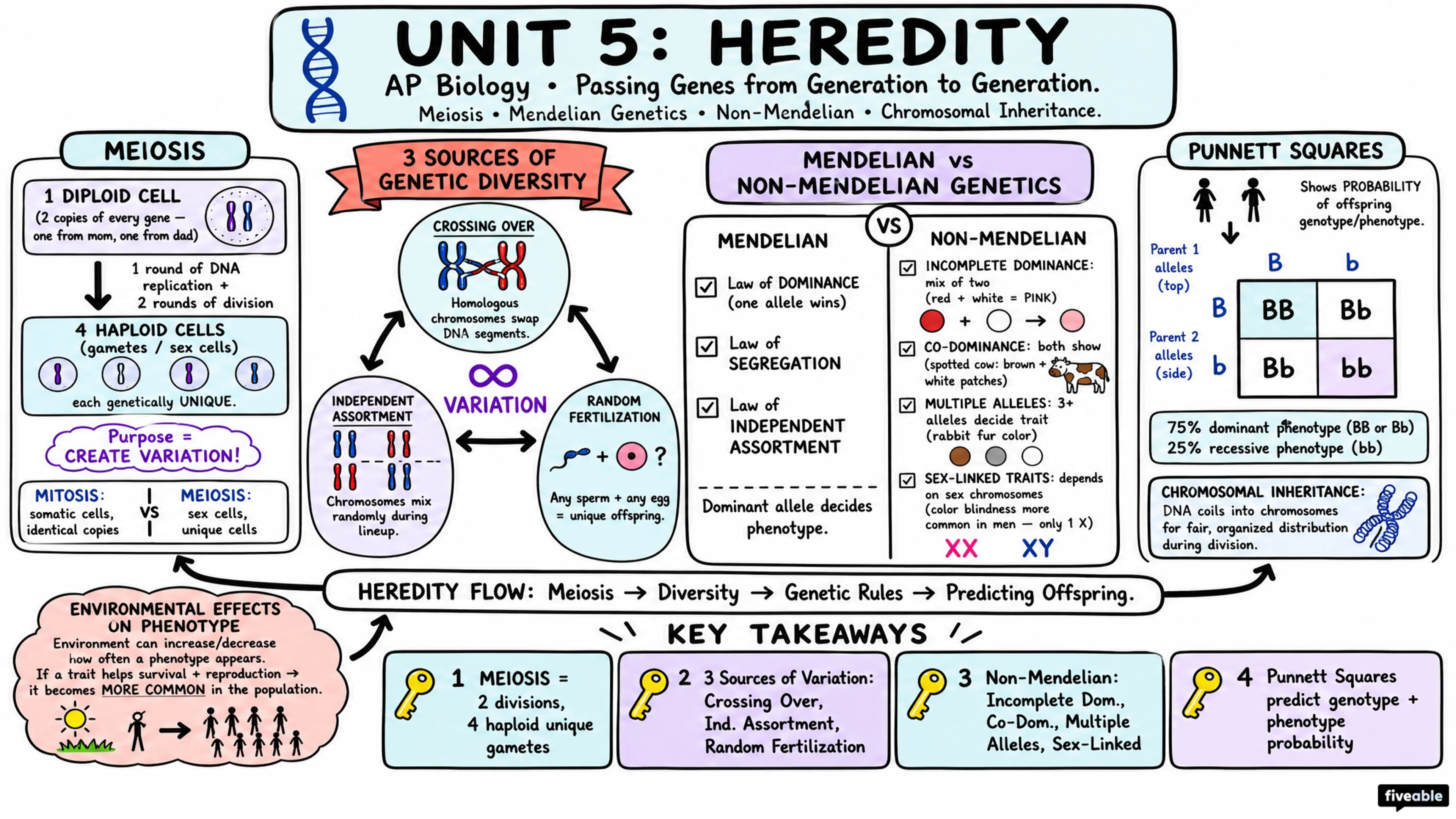 Unit 5 Overview: Heredity - AP Biology - Unit 5 visual cheatsheet