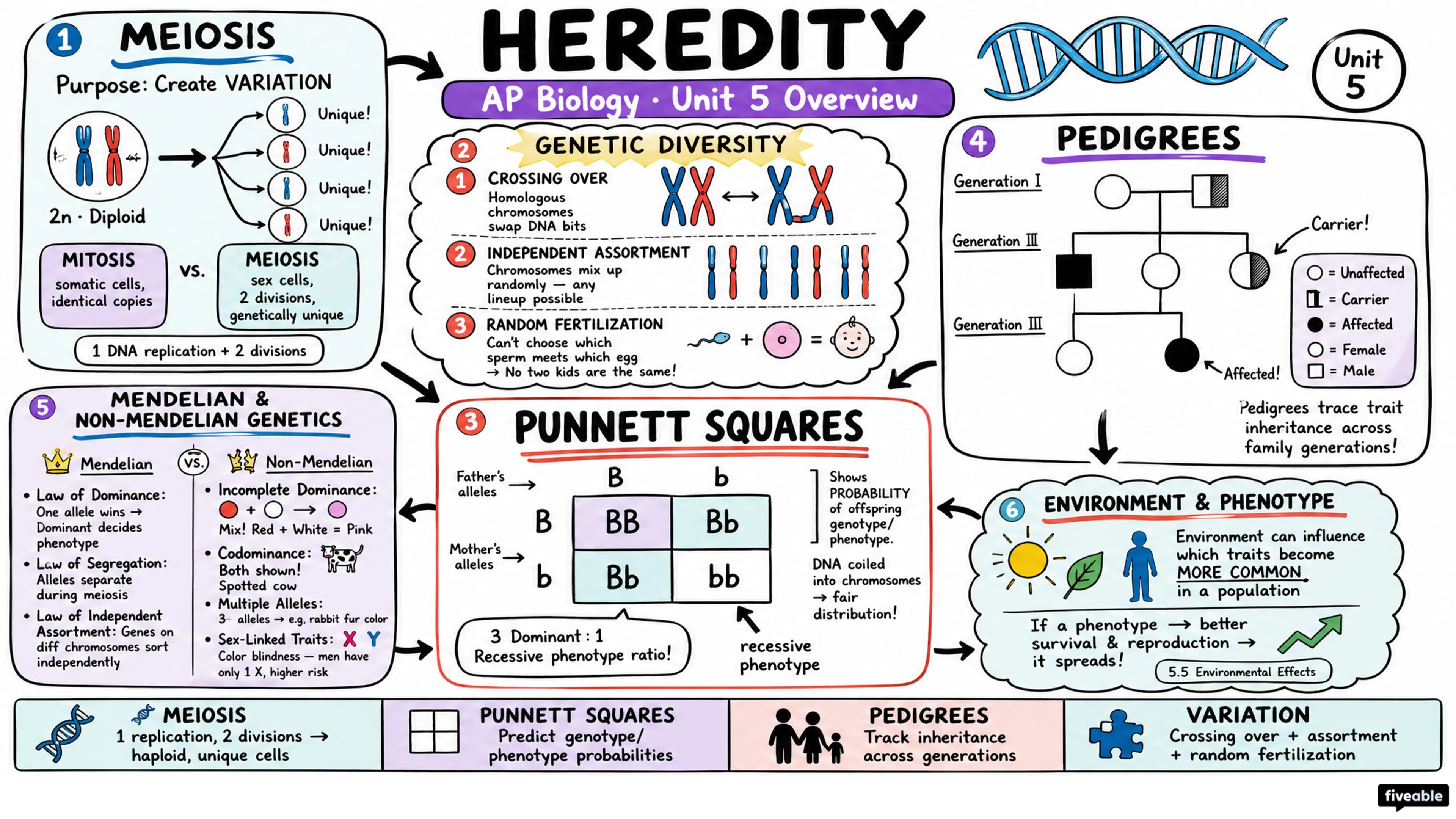 Unit 5 Overview: Heredity - AP Biology - Unit 5 visual cheatsheet