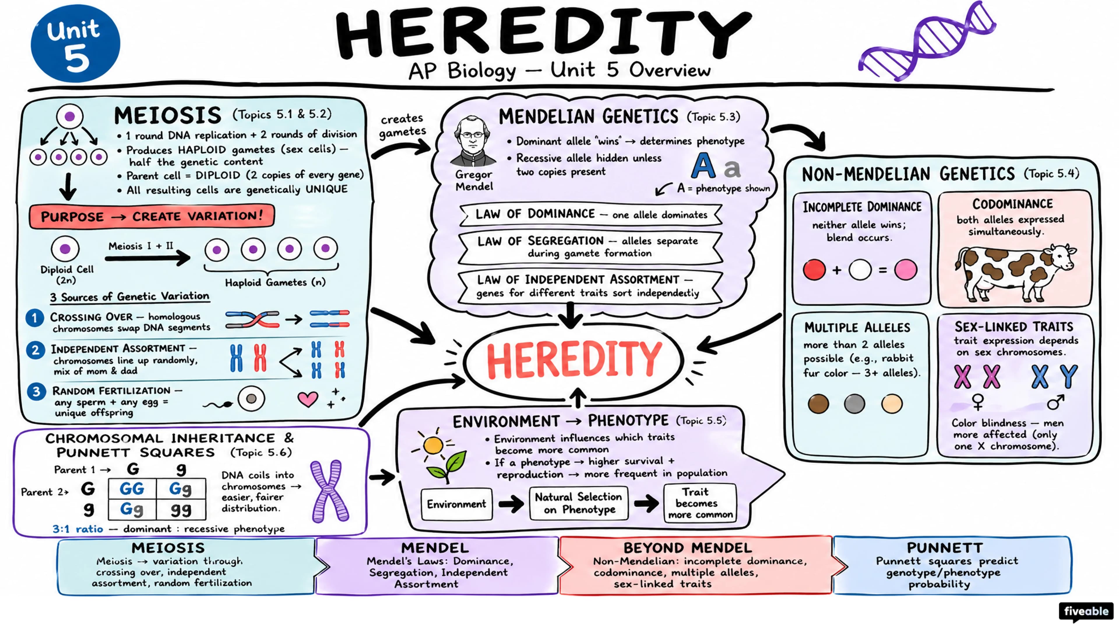 Unit 5 Overview: Heredity - AP Biology - Unit 5 visual cheatsheet