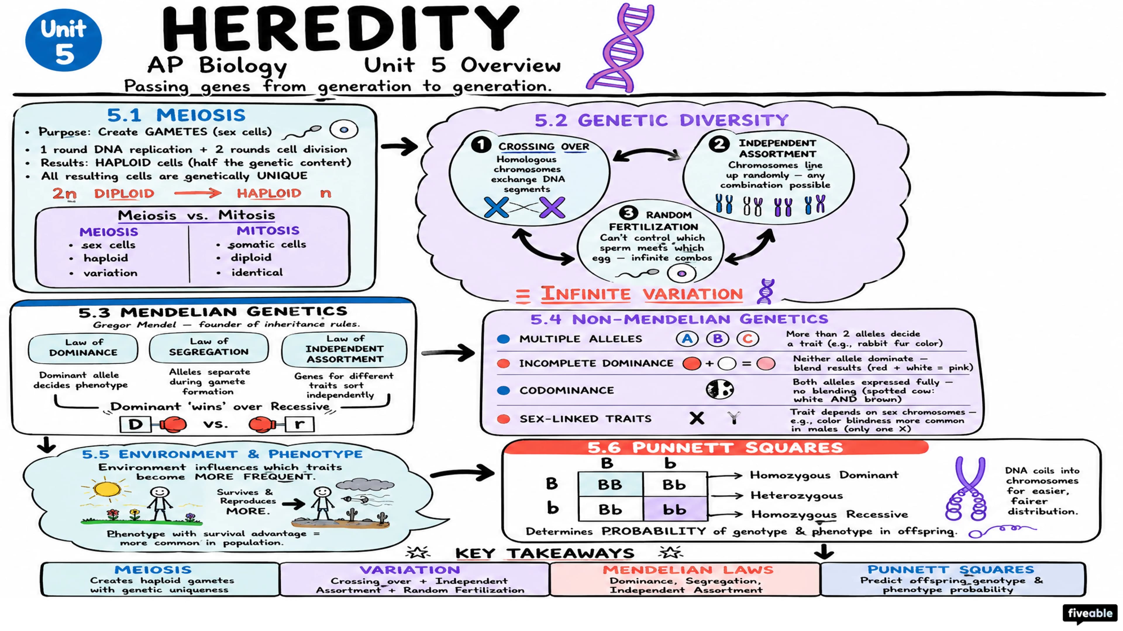 Unit 5 Overview: Heredity - AP Biology - Unit 5 visual cheatsheet